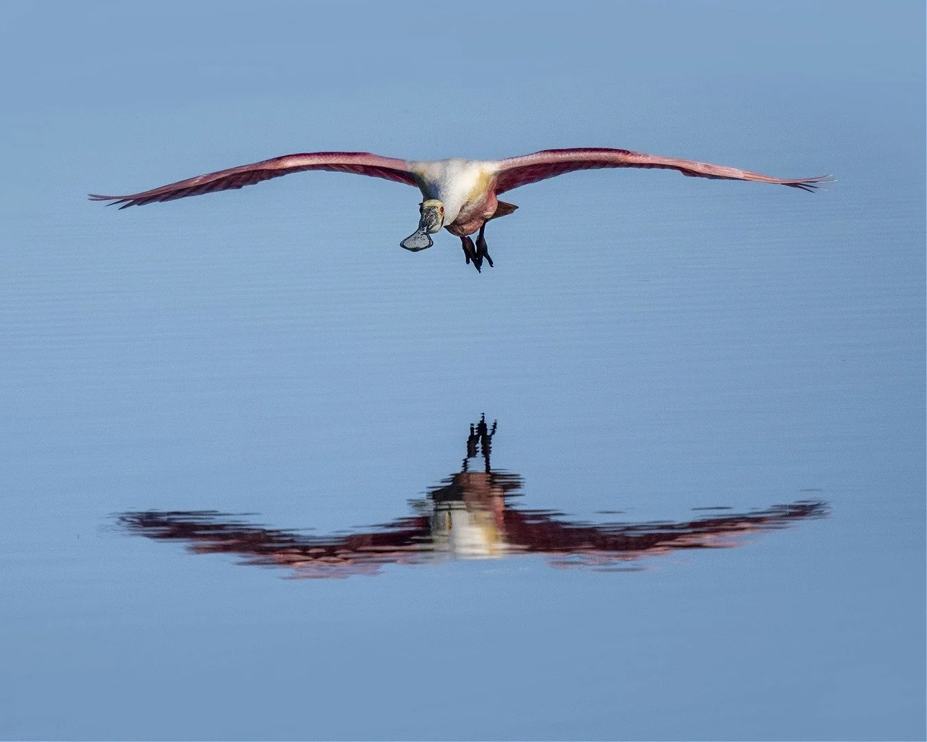 Talk about seeing the UnSeen! 

Taken with the @omsystem.cameras M.Zuiko Digital ED 150-400mm F4.5 TC1.25X IS PRO lens with the 1/.25X teleconverter engaged on the OM-1 mark II

#omsystem #spoonbill #alligator #alligatorgar #lisatomphotos #seetheunse