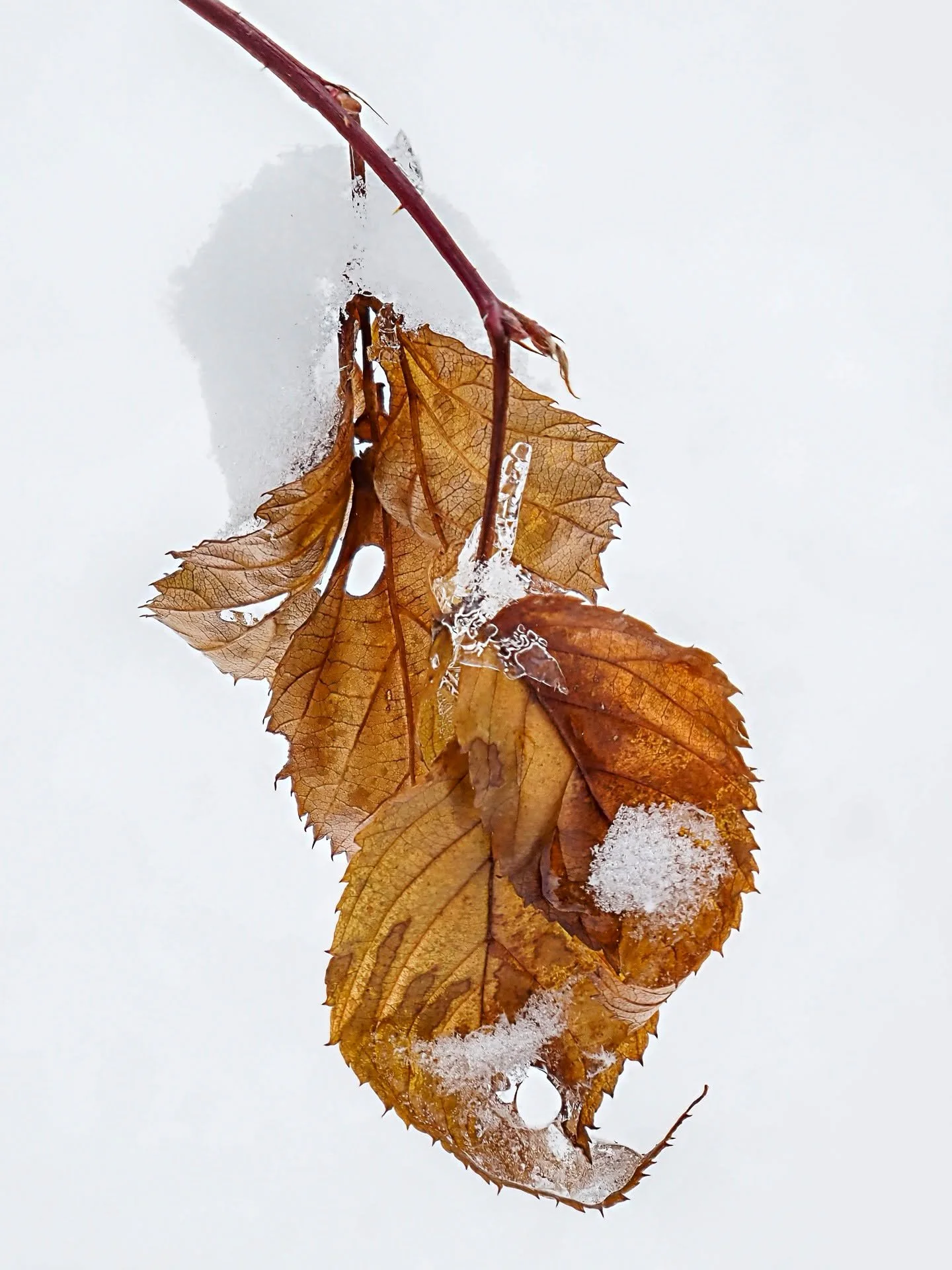 Leaves in the snow. Focus stacked in-camera, handheld, 8 stacks. Swipe right for the lenses that are compatible with in-camera focus stacking. 

Taken with the @omsystem.cameras
M.Zuiko Digital ED 12-45mm F4.0 PRO OM on the OM-5 mark II.

1/30 sec f5