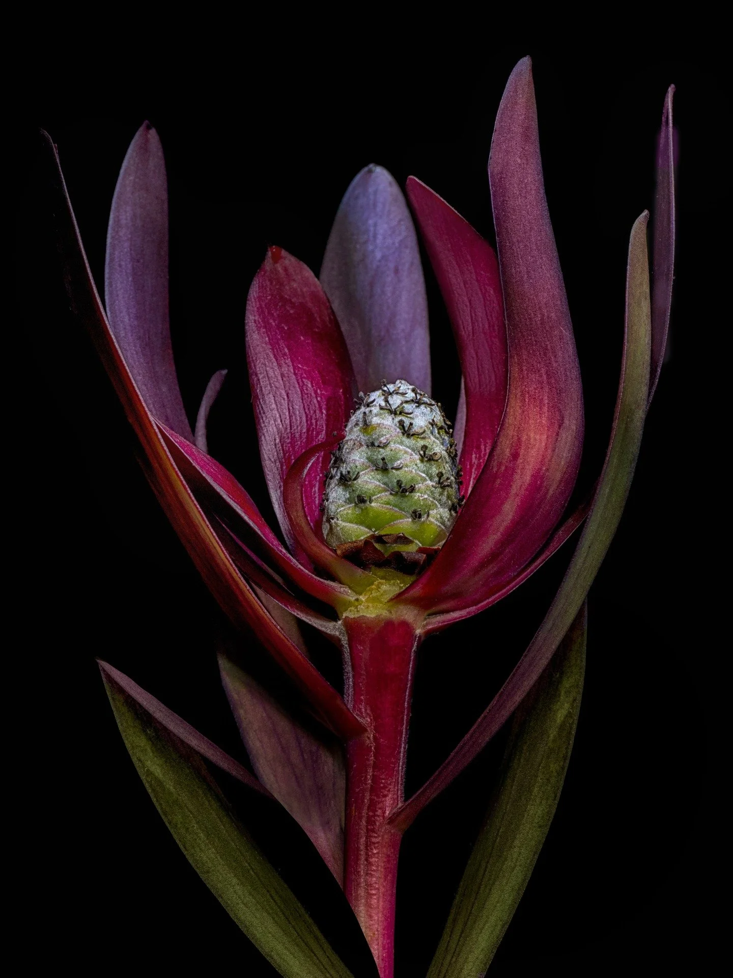 Lightpainted. This was created using Daylight Live Composite to freeze the ambient light. 

1/2 second refresh rate f14 iso 200. 

110 frames, stacked in-camera on lighten blend mode, for a total time of ~55 seconds. 

Taken with the @omsystem.camera