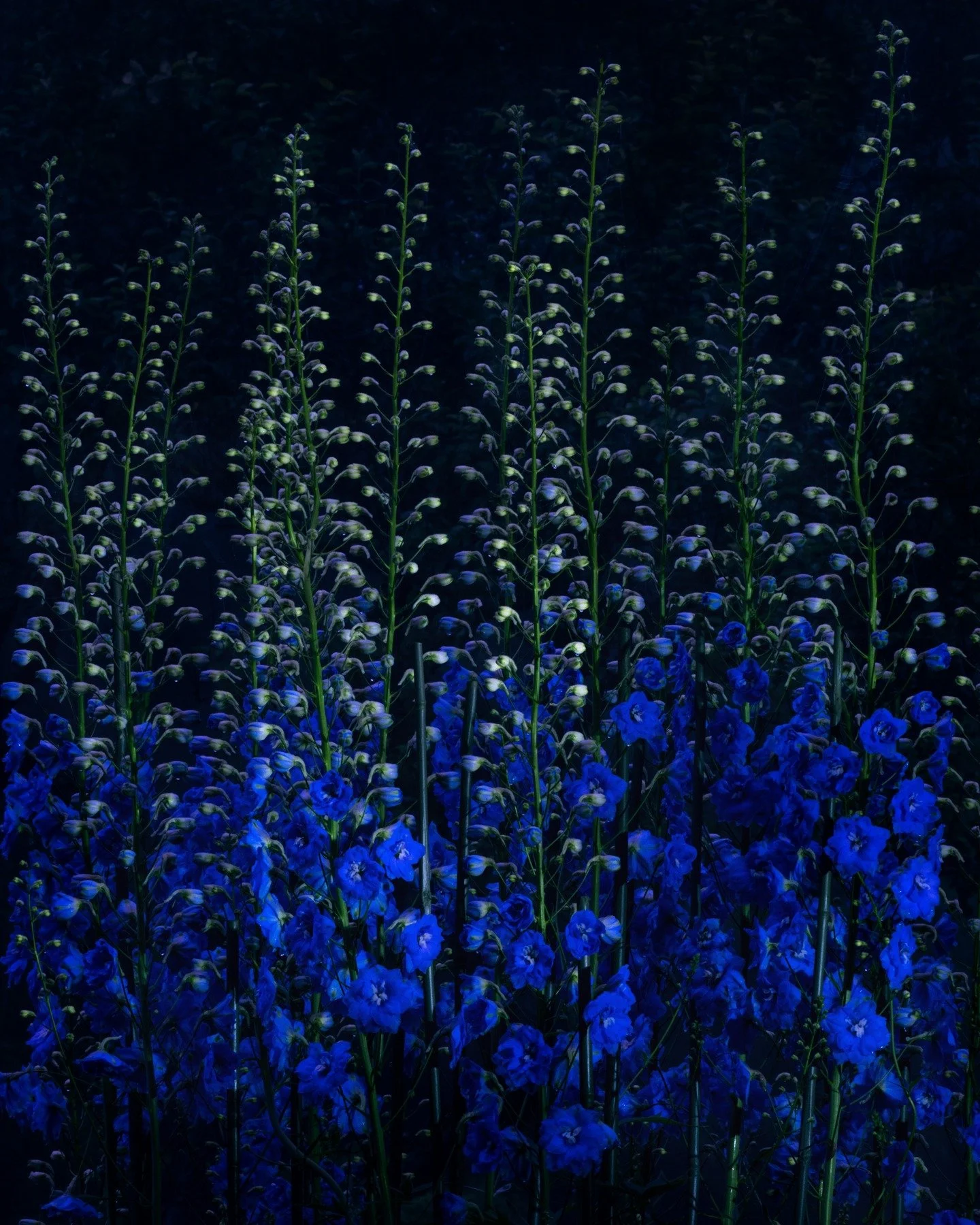 Light painted Dephiniums. Swipe right to see the non-lightpainted images taken just seconds before.

Taken using daylight live composite during the day (~1pm in an open garden on a foggy day). 
Live Composite freezes the ambient light -- only new lig
