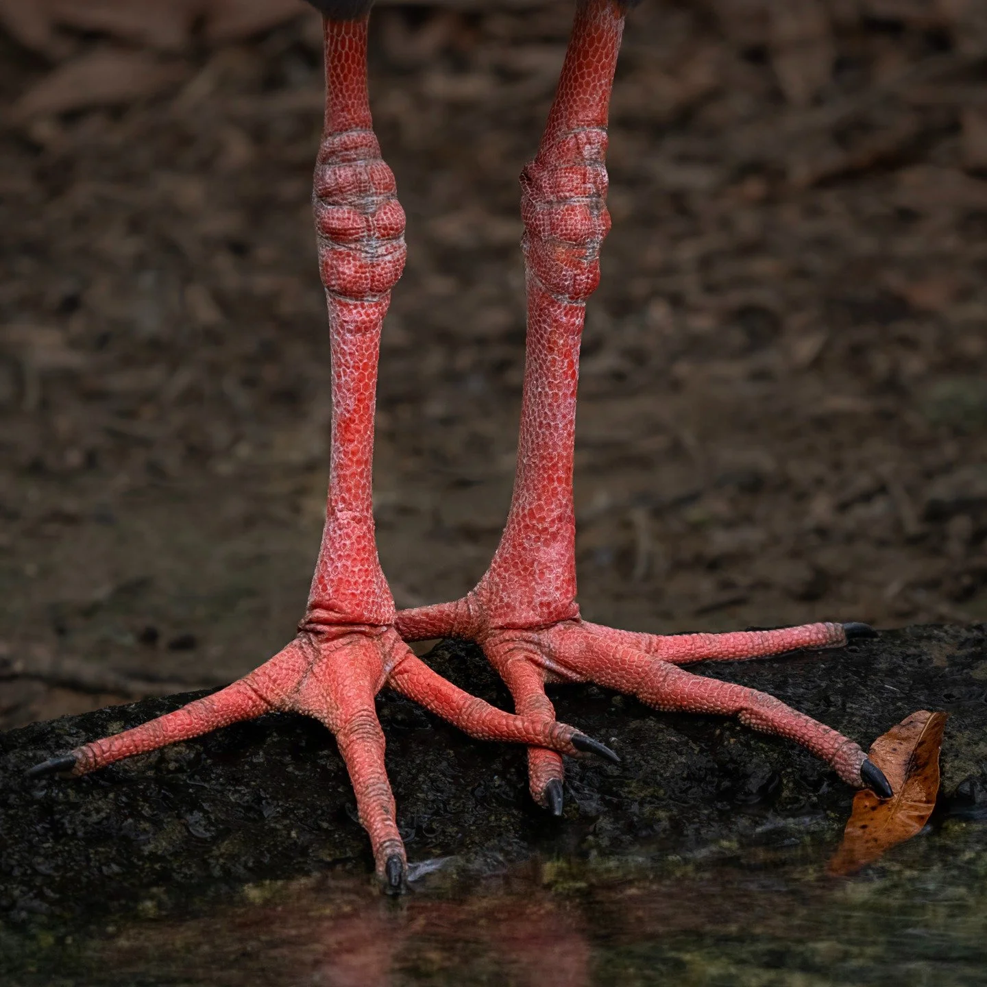 Whose feet are these!

Sometimes you do not need the whole bird...

Taken, handheld, with the @omsystem.cameras M.Zuiko Digital ED 150-400mm F4.5 TC1.25X IS PRO lens with the 1/.25X teleconverter engaged on the OM-1 mark II

#omsystem #birdfeet #feet
