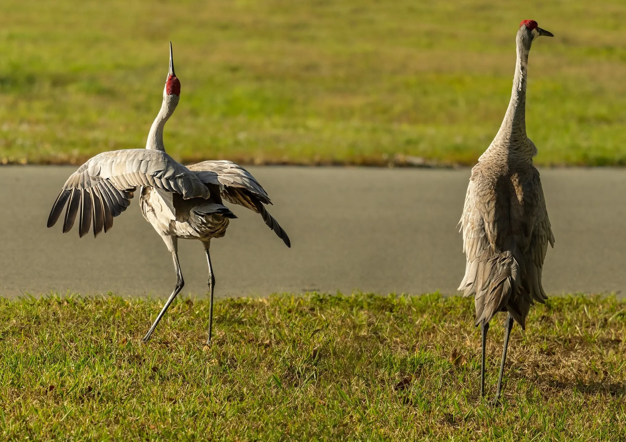 They don't seem impressed with your mating dance

aken, handheld, with the @omsystem.cameras M.Zuiko Digital ED 150-400mm F4.5 TC1.25X IS PRO lens with the kens 1.25X teleconverter engaged on the OM-1 mark II

#omsystem #bird #sandhillcrane #150400mm