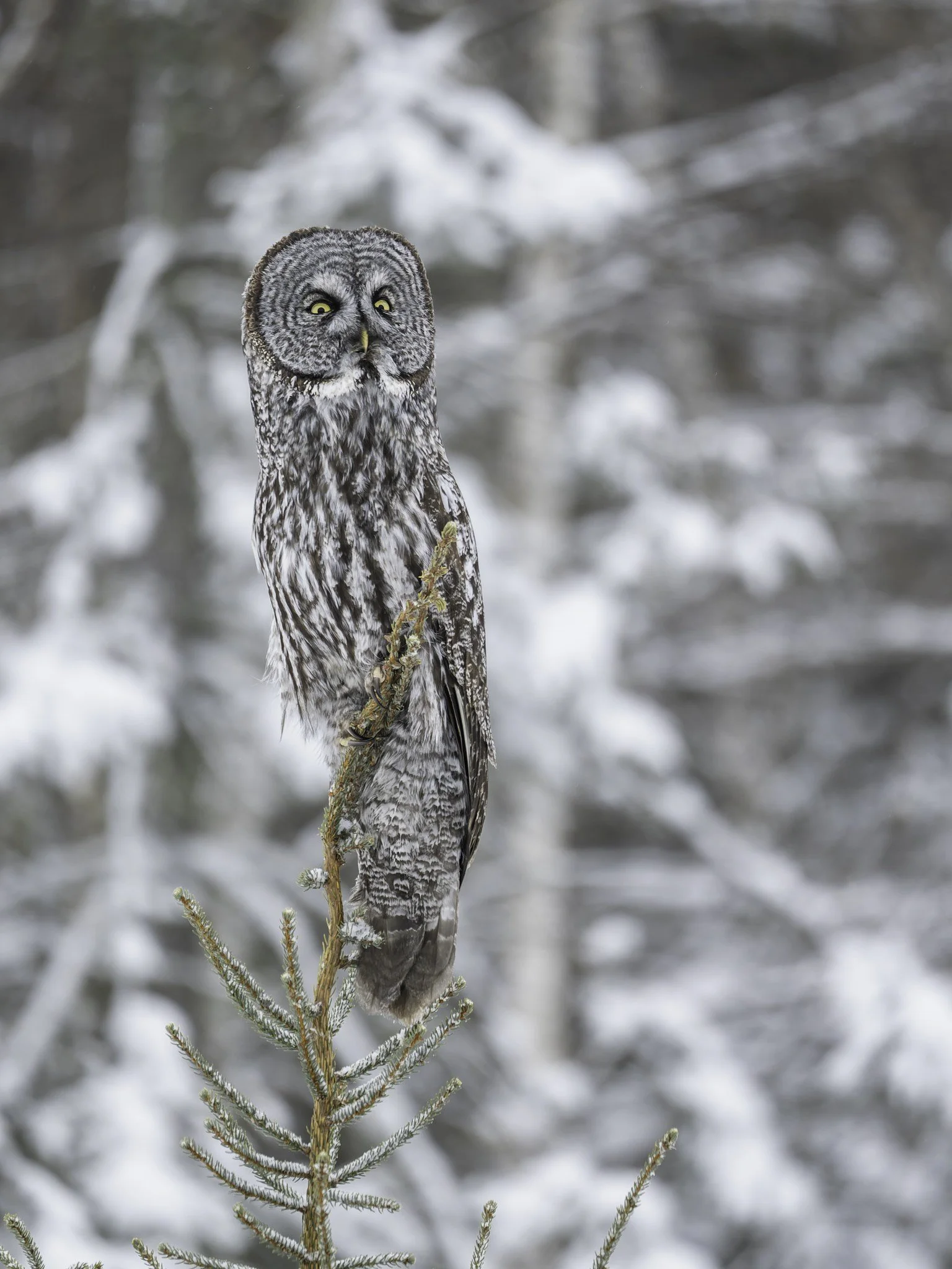 Who's flying by? 
Great Gray Owls (and many other owl species) compress their feathers and elongate their bodies into a "skinny" or "slim" posture primarily for camouflage and defense. This behavior, often called the "tall an