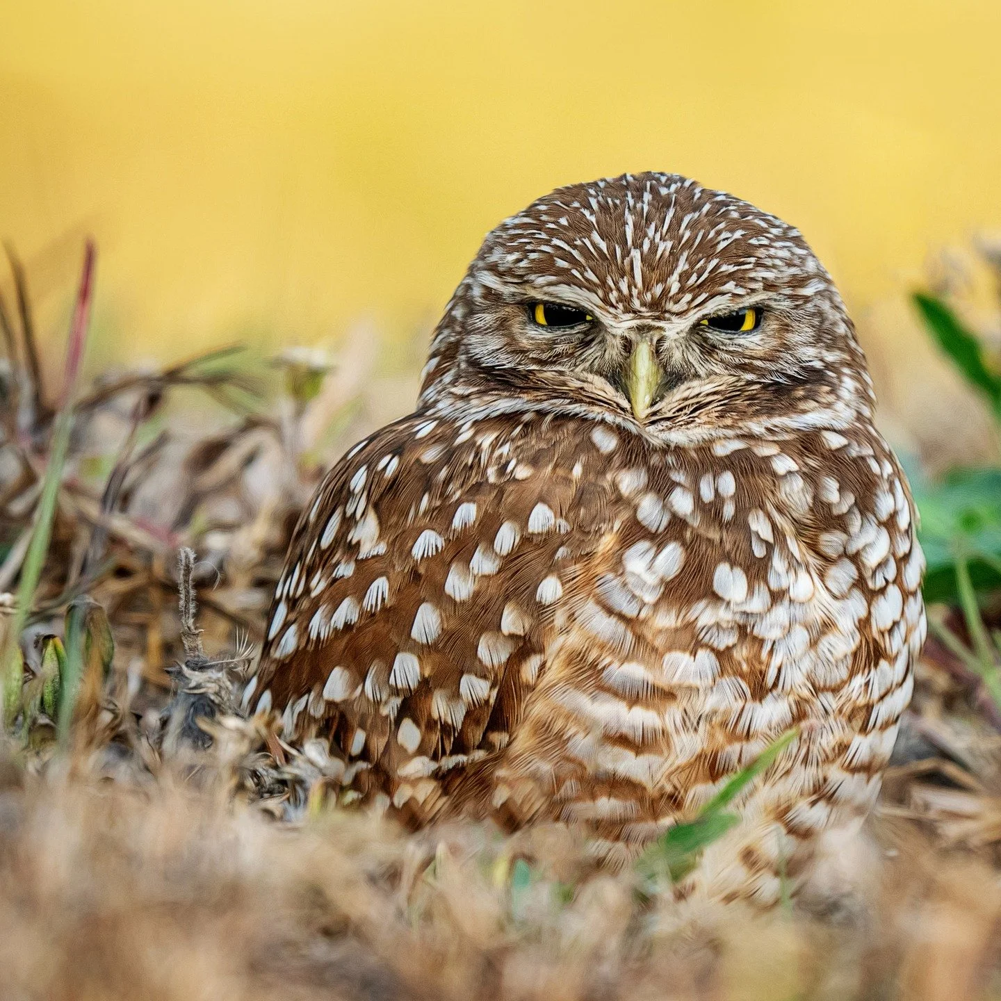 Burrowing Owl. 

Taken, handheld, with the @omsystem.cameras M.Zuiko Digital ED 150-400mm F4.5 TC1.25X IS PRO lens (with the internal lens 1.25X teleconverter engaged) on the OM-1 mark II

#omsystem #bird #owl #burrowingowl #150400mm #Mzuiko #seetheu