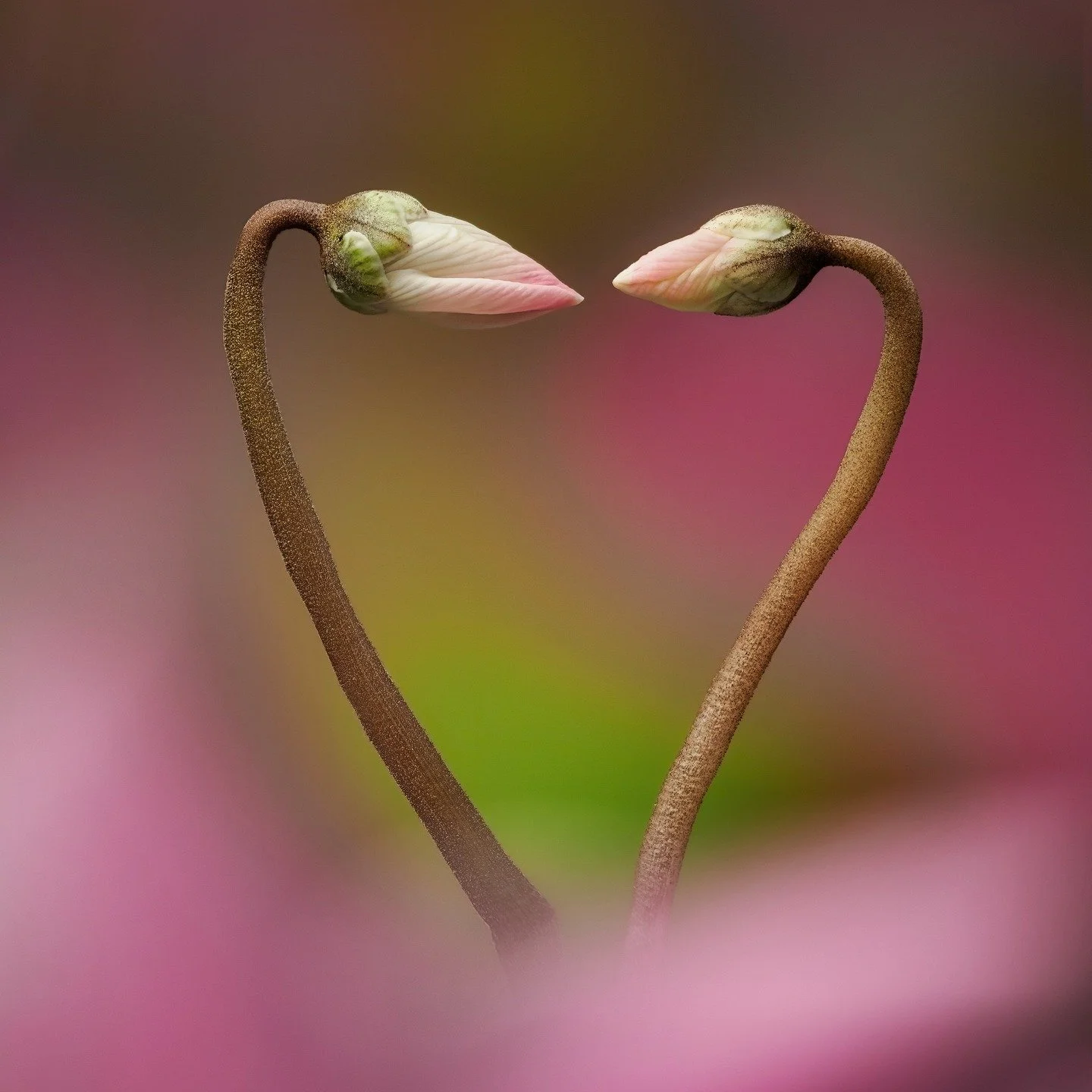 Happy Valentine's Day from Lisa and Tom (Tom made this for me, focus stacked using @omsystem.cameras focus stacking)