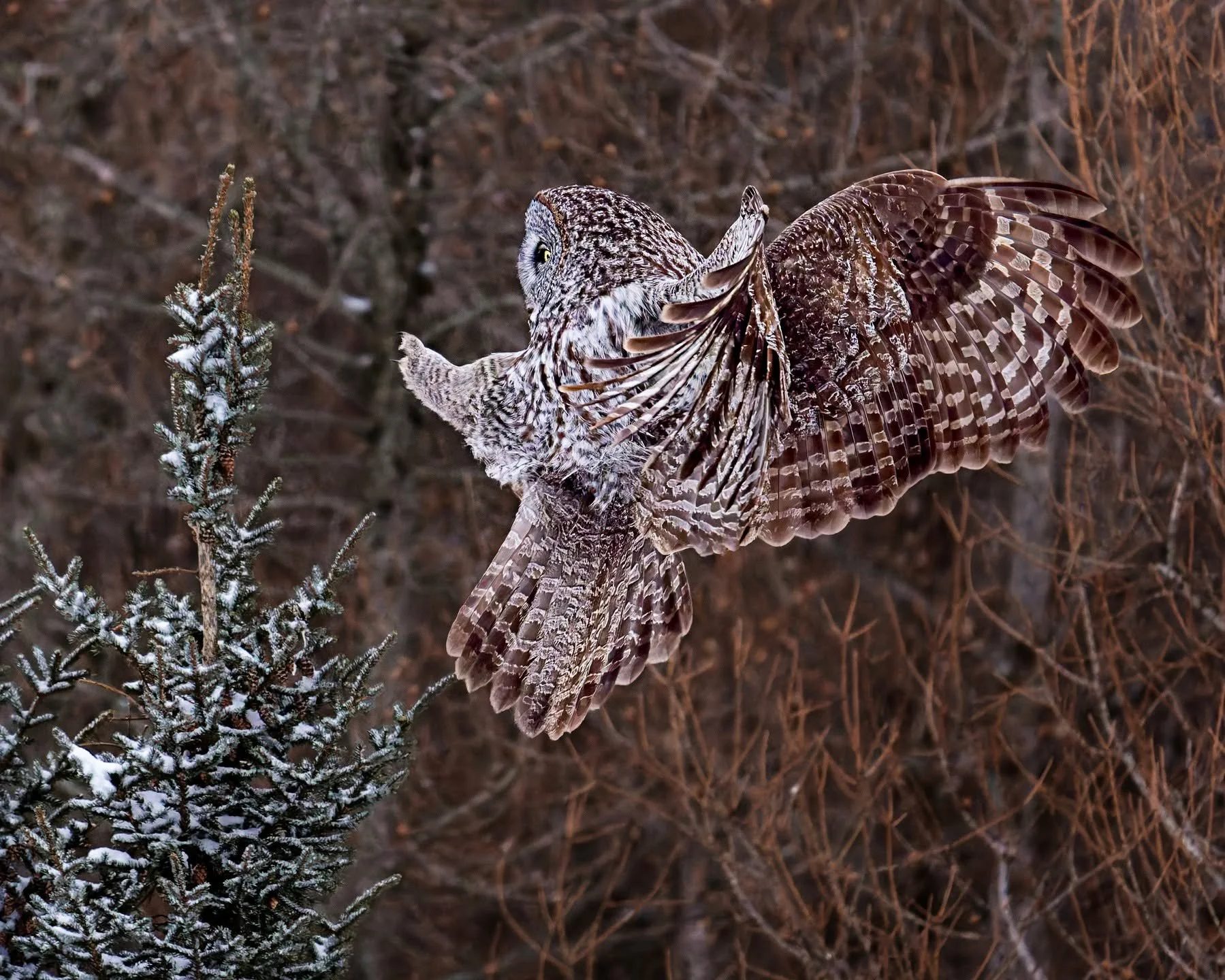 GGO
Great Gray Owl coming in for a landing

Taken, handheld, with the @omsystem.cameras M.Zuiko Digital ED 150-400mm F4.5 TC1.25X IS PRO lens (with the internal lens 1.25X teleconverter engaged) on the OM-1 mark II

@omsystem.cameras #owls #omsystem 