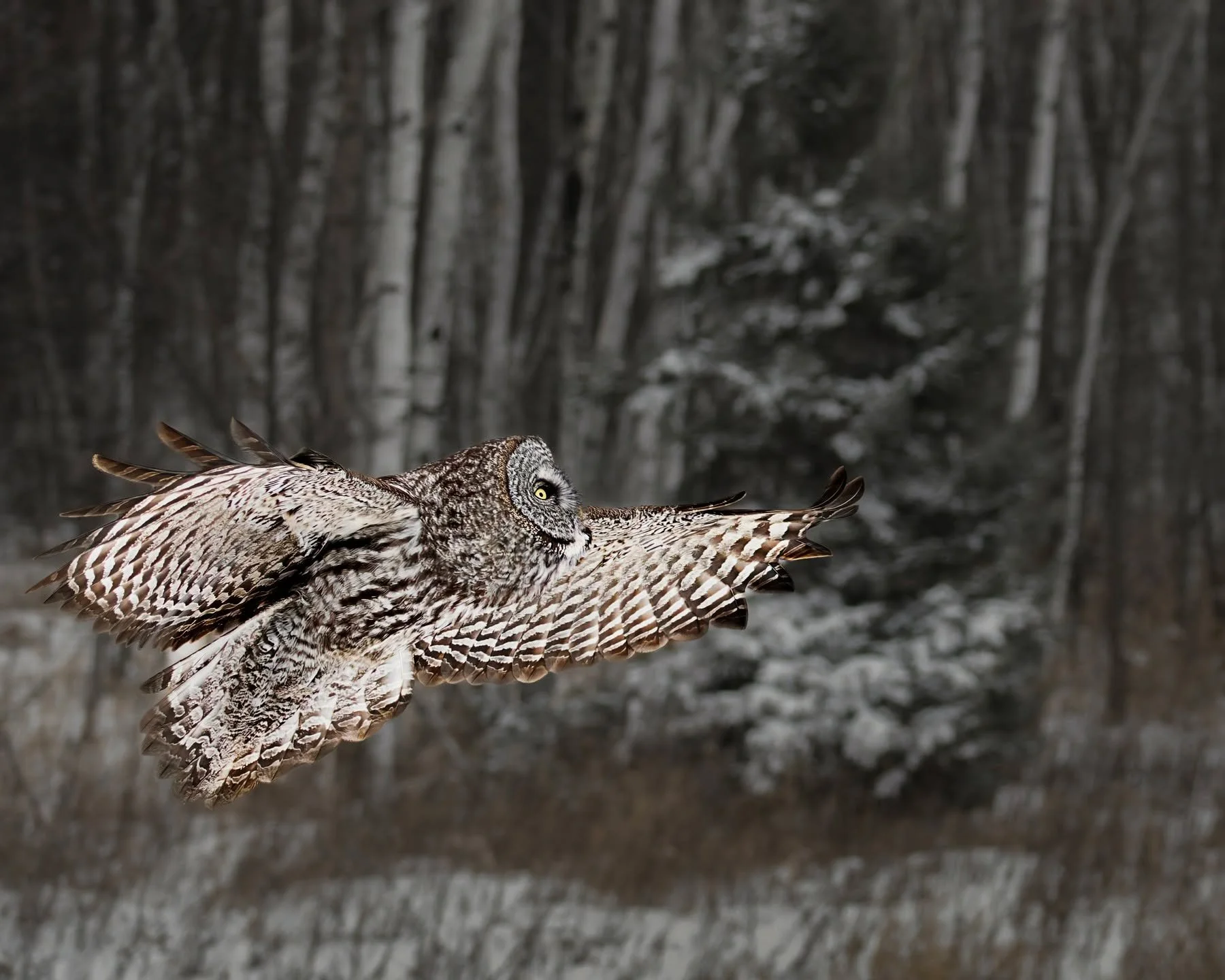 GGO posing as SUPERMAN.
Great Gray Owl

@omsystem.cameras M.Zuiko Digital ED 100-400mm F5.0-6.3 IS II on the 
OM-1 Mark II 
1/125s | F6.3 | ISO 800

@omsystem.cameras #owls #omsystem #greatgreyowl #mzuiko #seetheunseen
