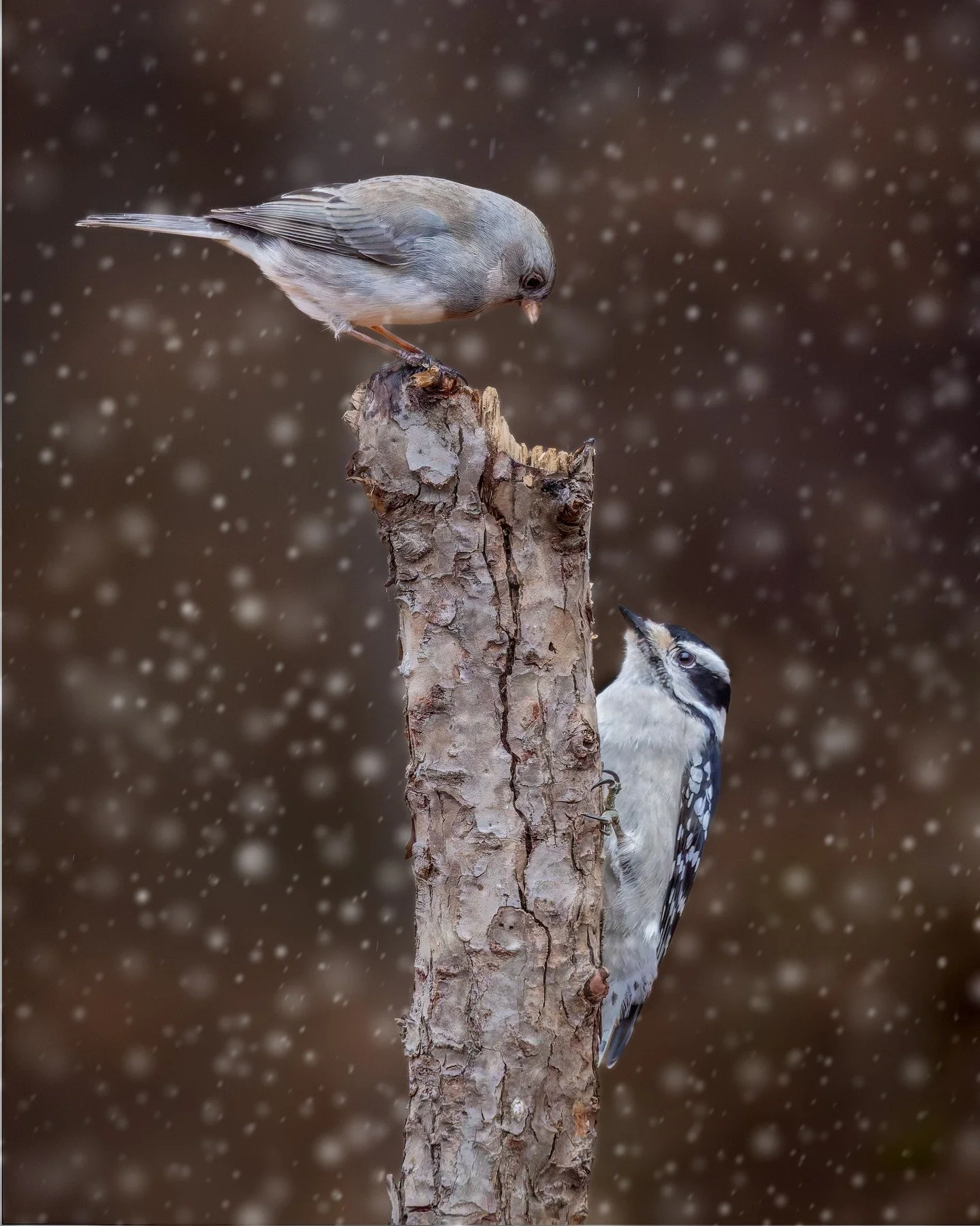 Junco checking out the downy woodpecker

@omsystem.cameras M.Zuiko Digital ED 100-400mm F5.0-6.3 IS II on the
OM-1 Mark II
1/125s | F6.3 | ISO 800

@omsystem.cameras #omsystem #snowybirds #mzuiko #junco #downywoodpecker #woodpecker