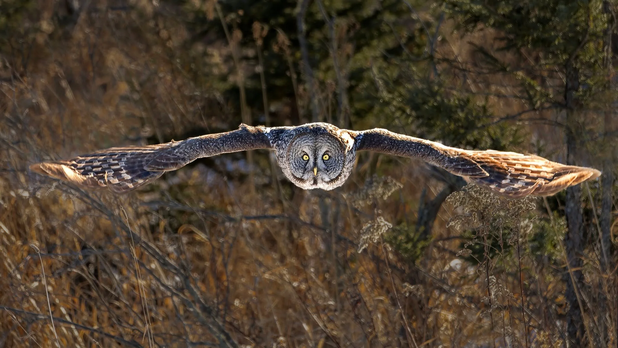 Great Gray Owls are diurnal, so it is so much easier to photograph them than other owls!

GGO = Great Gray Owl

@omsystem.cameras M.Zuiko Digital ED 100-400mm F5.0-6.3 IS II on the
OM-1 Mark II
1/1600s | F6.3 | ISO 3200

@omsystem.cameras #owls #omsy