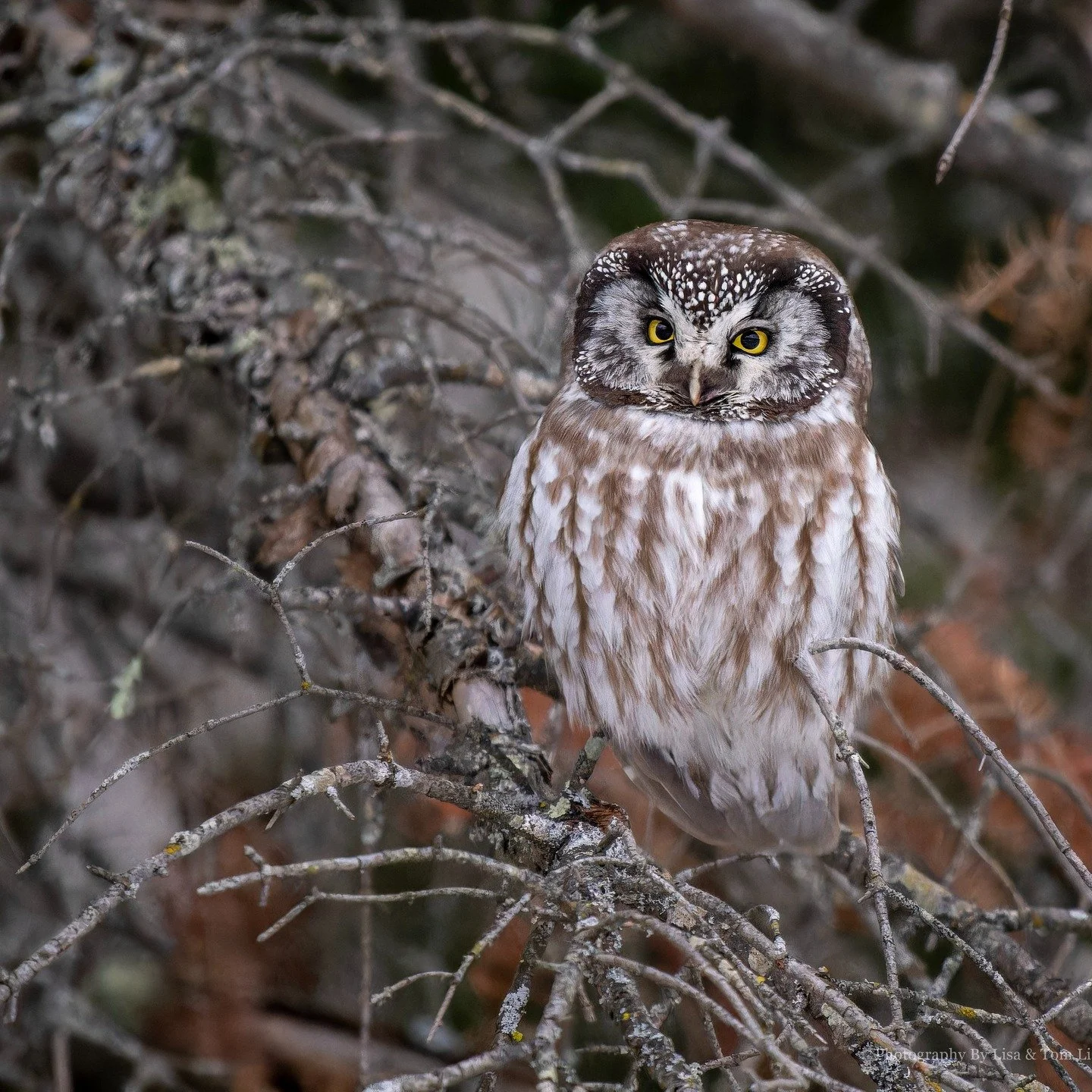 Boreal Owl. This was a lifelist bird for us. Do YOU keep a bird lifelist? 

@omsystem.cameras M.Zuiko Digital ED 100-400mm F5.0-6.3 IS II on the
OM-1 Mark II
1/1600s | F6.3 | ISO 3200

@omsystem.cameras #owls #omsystem #borealowl #mzuiko #seetheunsee