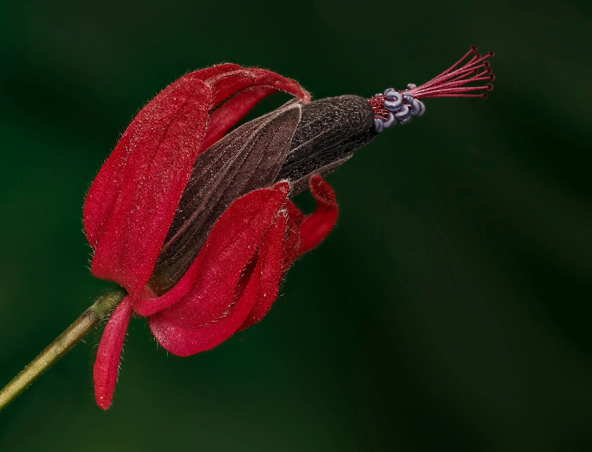 Winter at @longwoodgardens is like Spring hopefulness in a bottle.

In-camera focus stacking

Taken, handheld, with the @omsystem.cameras M.Zuiko Digital ED 90mm F3.5 Macro IS PRO on the @omsystem.americas OM-1 mark II with the @AK diffuser on the @o