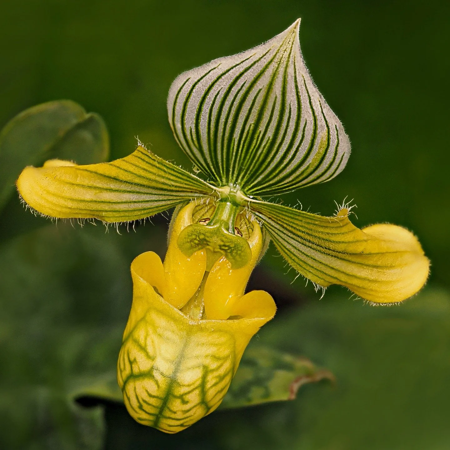 Winter at @longwoodgardens is like Spring hopefulness in a bottle.

In-camera focus stacking

Taken, handheld, with the @omsystem.cameras M.Zuiko Digital ED 90mm F3.5 Macro IS PRO on the @omsystem.americas OM-1 mark II with the @AK diffuser on the @o