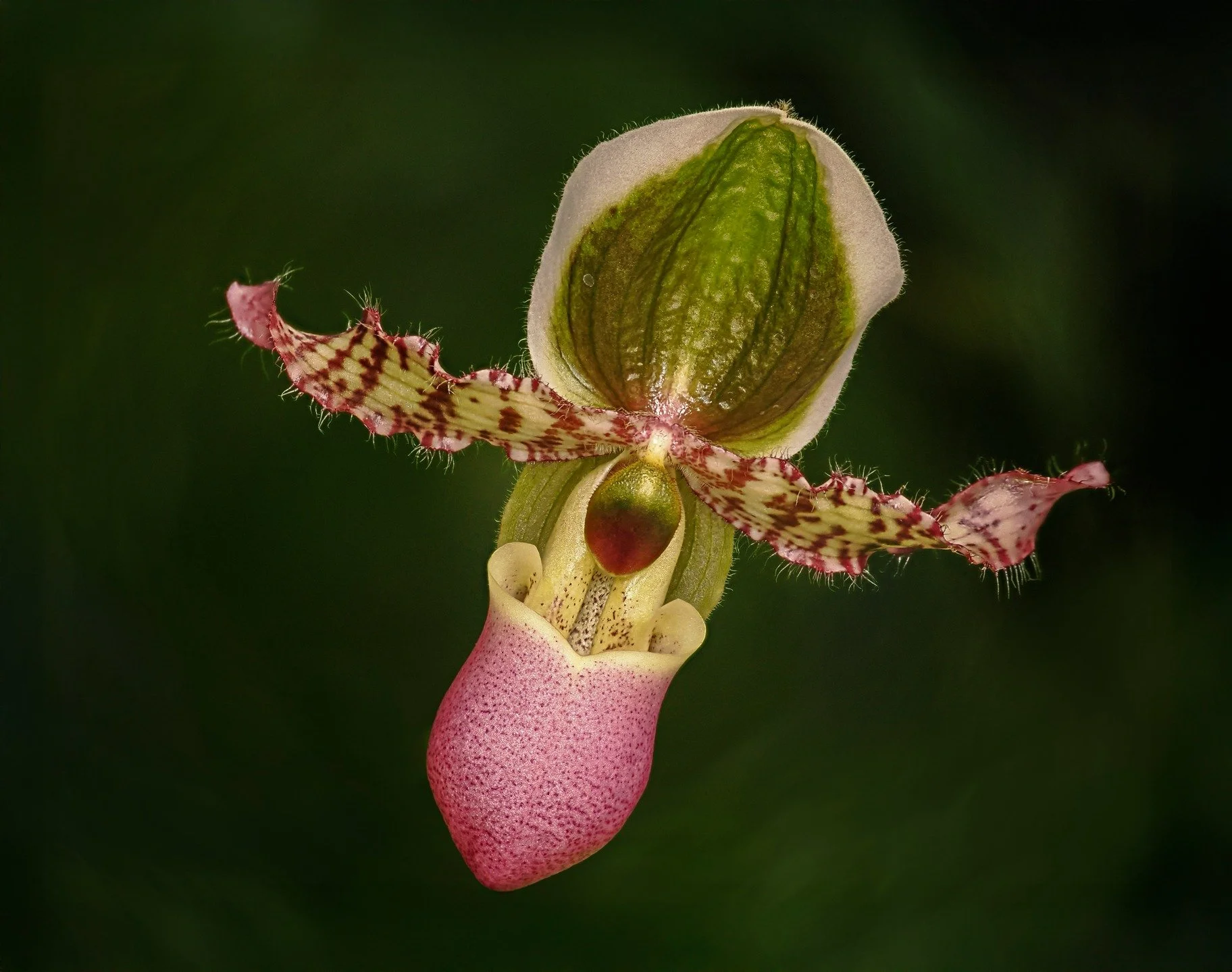 Love the Orchids at @longwoodgardens 

In-camera focus stacking

Taken, handheld, with the @omsystem.cameras M.Zuiko Digital ED 90mm F3.5 Macro IS PRO on the @omsystem.americas OM-1 mark II with the @AK diffuser on the @omsystem.cameras fl700wr flash