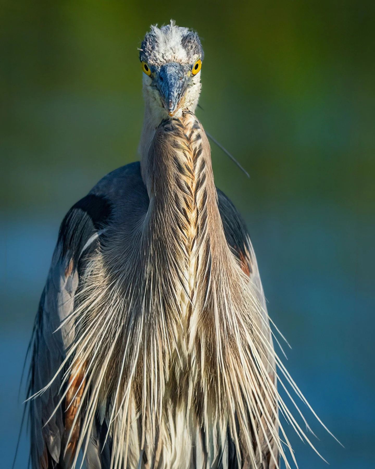 Love this angle! Great Blue Heron

Taken, handheld, with the @omsystem.cameras M.Zuiko Digital ED 150-400mm F4.5 TC1.25X IS PRO lens (with the internal lens 1.25X teleconverter engaged) on the OM-1 mark II

#omsystem #bird #owl #greatblueheron #15040