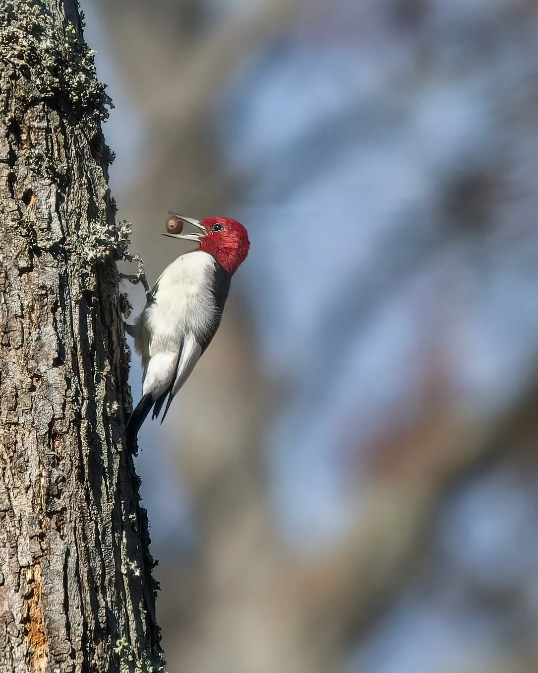 Red-headed woodpeckers: male --> male --> female

Taken, handheld, with the @omsystem.cameras M.Zuiko Digital ED 150-400mm F4.5 TC1.25X IS PRO lens (with the internal lens 1.25X teleconverter engaged) on the OM-1 mark II

#omsystem #bird #owl #