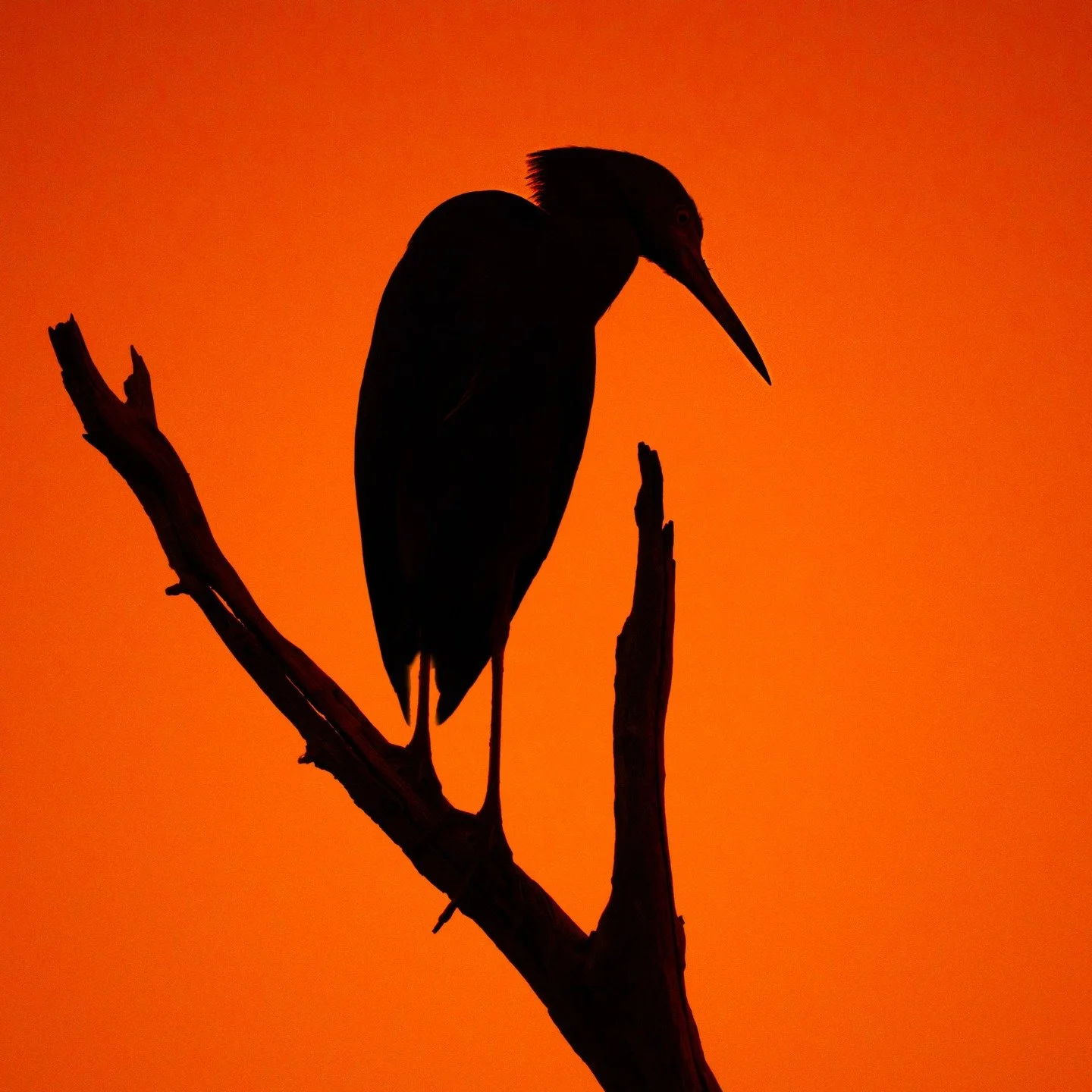 Little Blue Heron at sunset

Taken, handheld, with the @omsystem.cameras M.Zuiko Digital ED 150-400mm F4.5 TC1.25X IS PRO lens (with the internal lens 1.25X teleconverter engaged) on the OM-1 mark II

#omsystem #bird #lisatomphotos #littleblueheron #