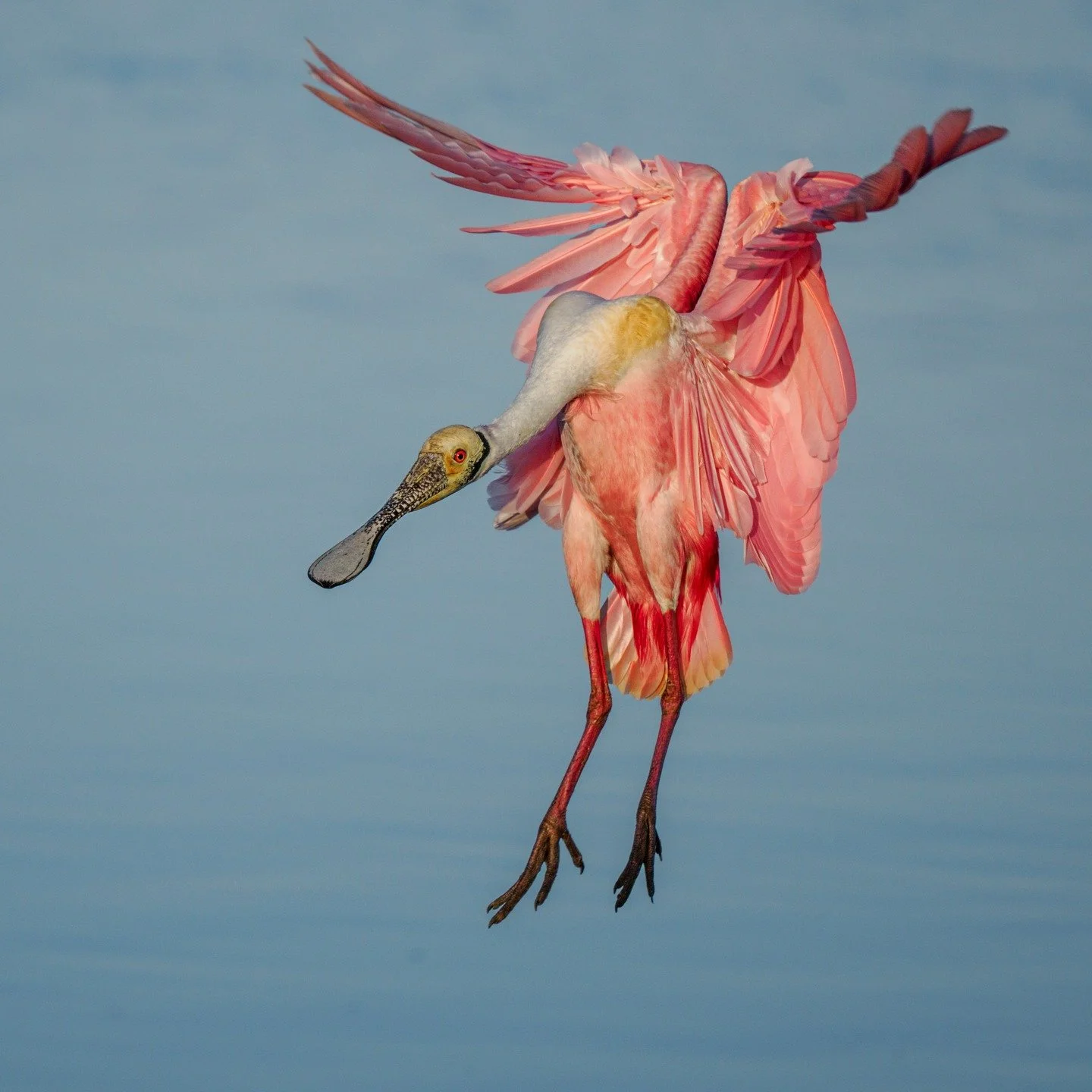 Roseate spoonbill

Taken, handheld, with the @omsystem.americas M.Zuiko Digital ED 100-400mm F5.0-6.3 IS II on the OM-1 Mark II camera

#omsystem #itsinournature #seetheunseen @omsystem.cameras