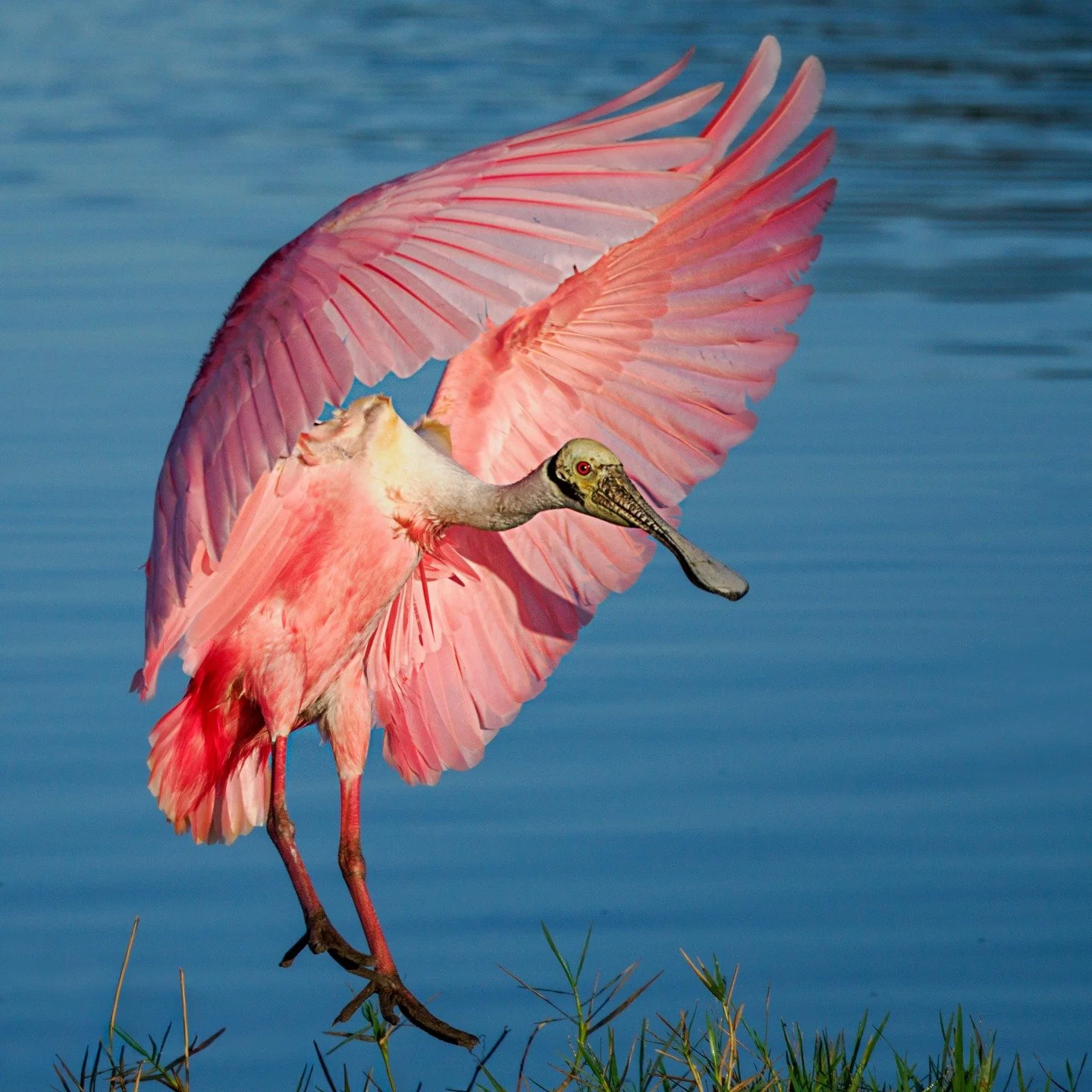 Roseate spoonbill

Taken, handheld, with the @omsystem.americas M.Zuiko Digital ED 100-400mm F5.0-6.3 IS II on the OM-1 Mark II camera

#omsystem #itsinournature #seetheunseen @omsystem.cameras