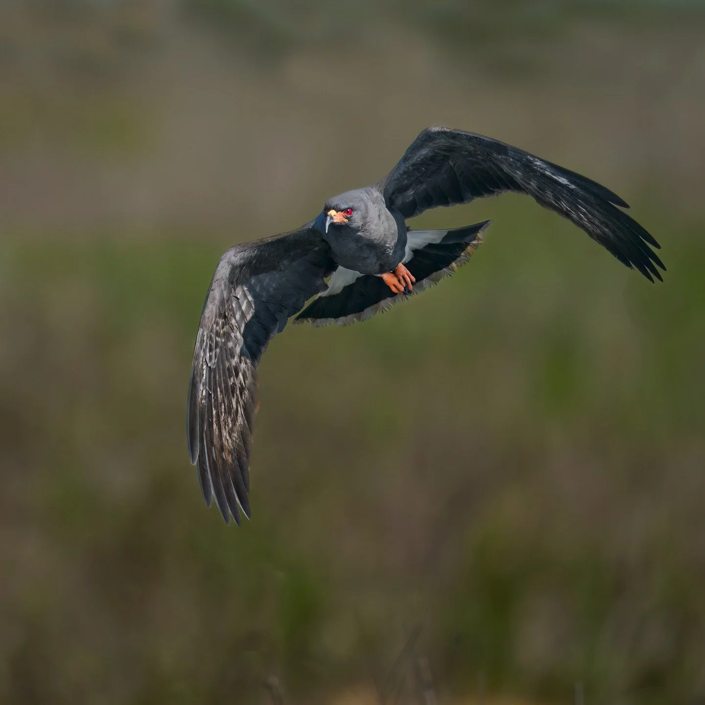 A Kite!

Taken, handheld, with the @omsystem.americas M.Zuiko Digital ED 100-400mm F5.0-6.3 IS II on the OM-1 Mark II camera

#omsystem #itsinournature #seetheunseen @omsystem.cameras
