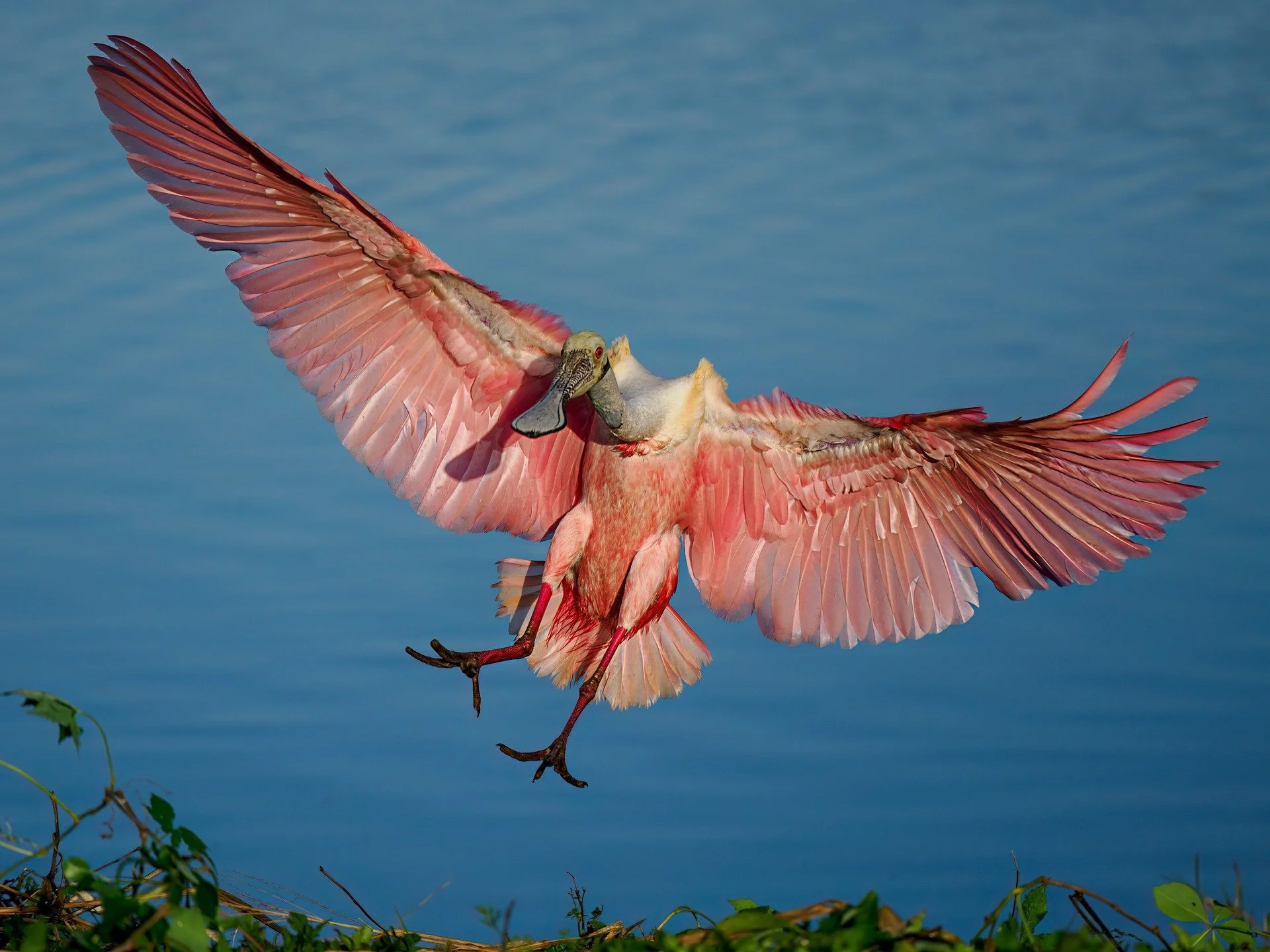 Roseate spoonbill coming in for a landing

Taken, handheld, with the @omsystem.americas M.Zuiko Digital ED 100-400mm F5.0-6.3 IS II on the OM-1 Mark II camera

#omsystem #itsinournature #seetheunseen @omsystem.cameras
