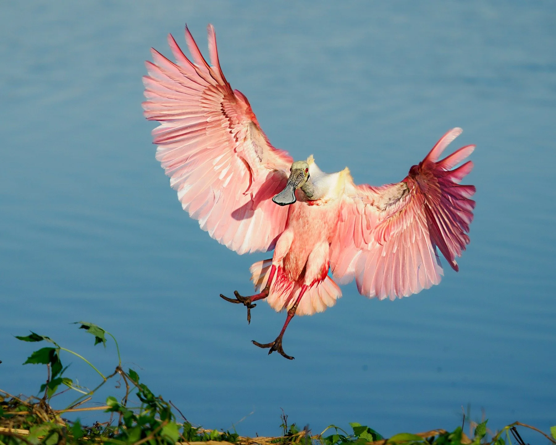 Spoonbill landing!

Taken, handheld, with the @omsystem.americas M.Zuiko Digital 150-400mm on the OM-1 Mark II camera

#omsystem #itsinournature #seetheunseen @omsystem.cameras