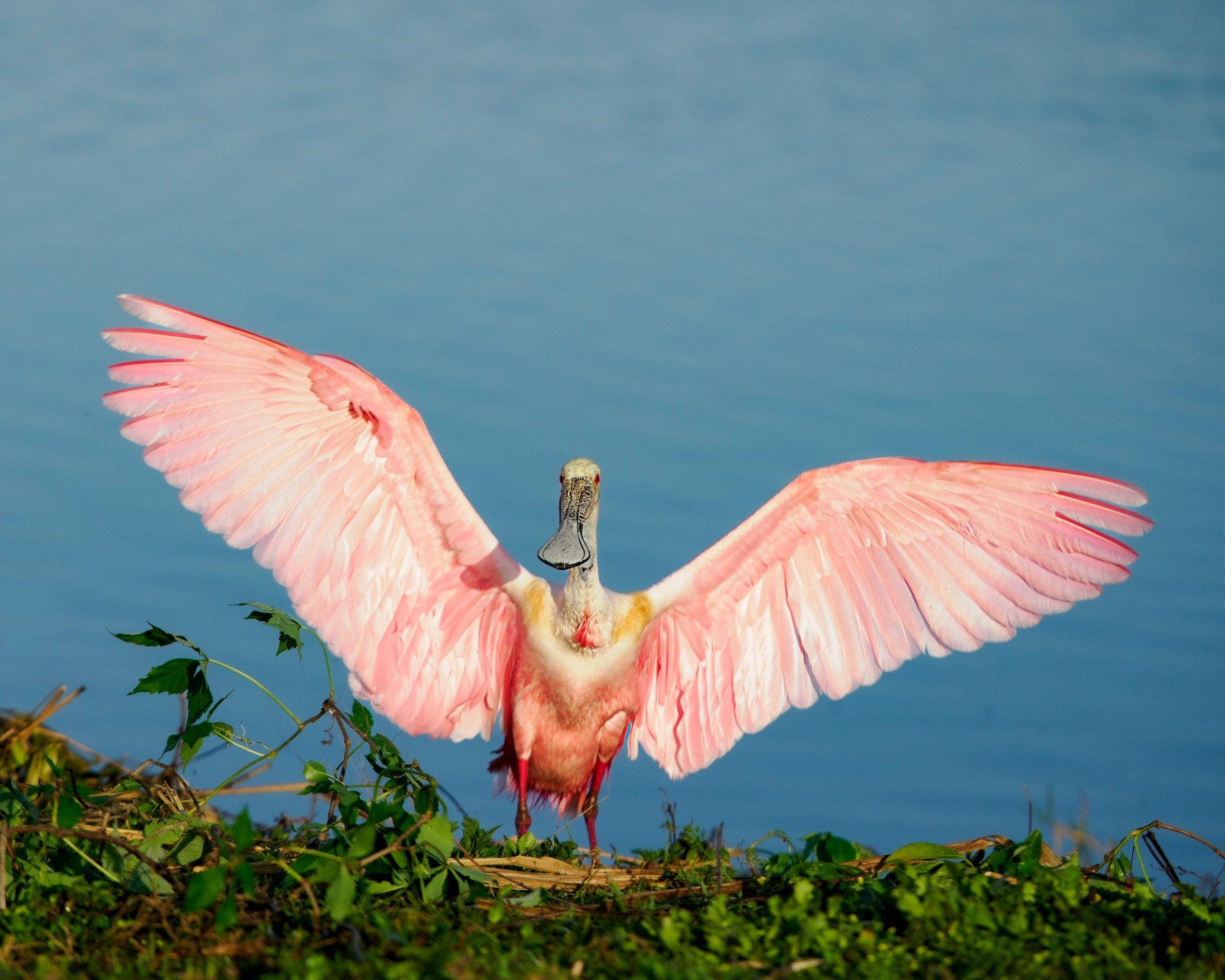 The pink angel has landed

Spoonbill landing!

Taken, handheld, with the @omsystem.americas M.Zuiko Digital 150-400mm on the OM-1 Mark II camera

#omsystem #itsinournature #spoonbill#seetheunseen @omsystem.cameras