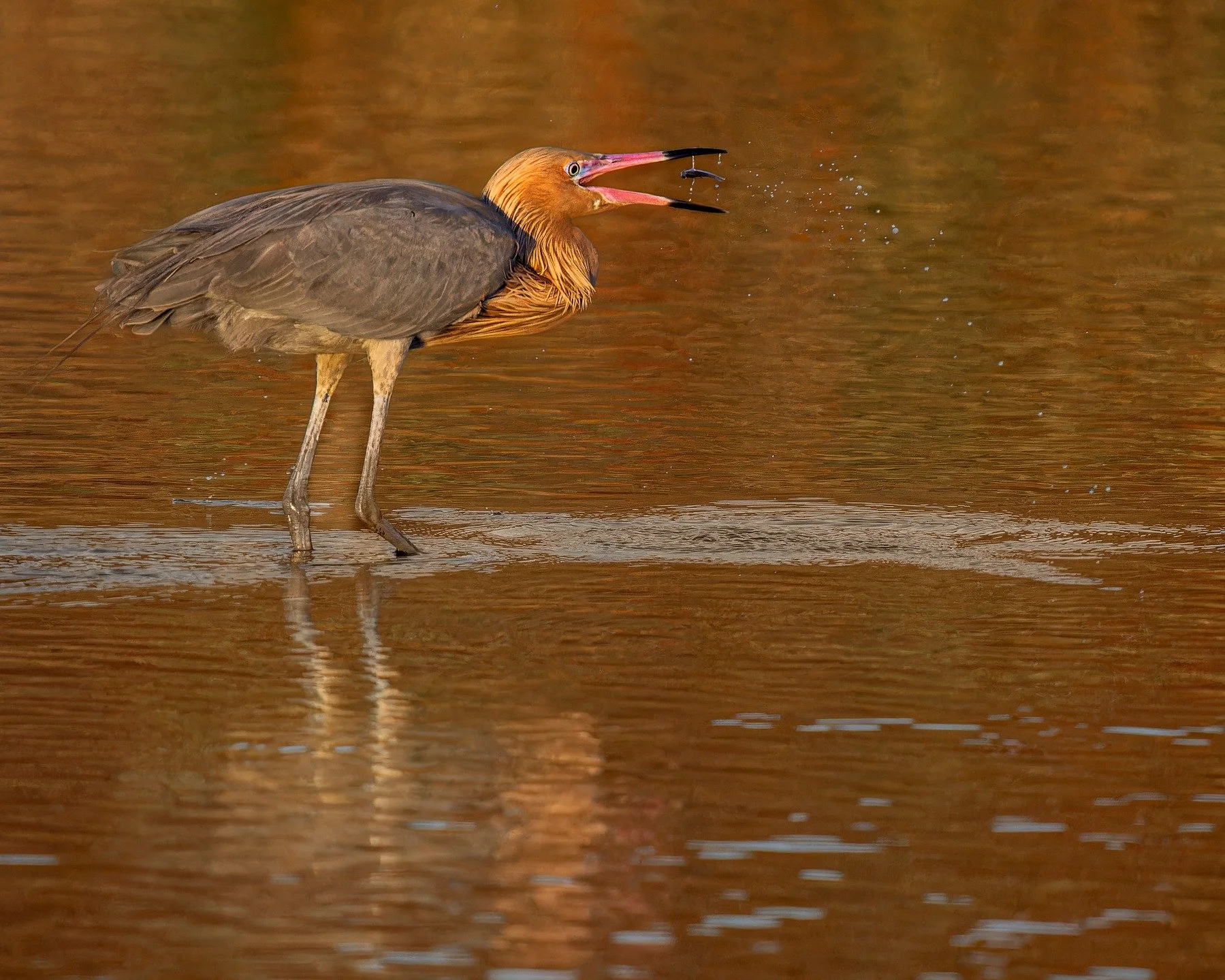 Reddish Egret with dinner!

Taken, handheld, with the @omsystem.americas M.Zuiko Digital 150-400mm on the OM-1 Mark II camera

#omsystem #itsinournature #reddishegret #seetheunseen @omsystem.cameras
