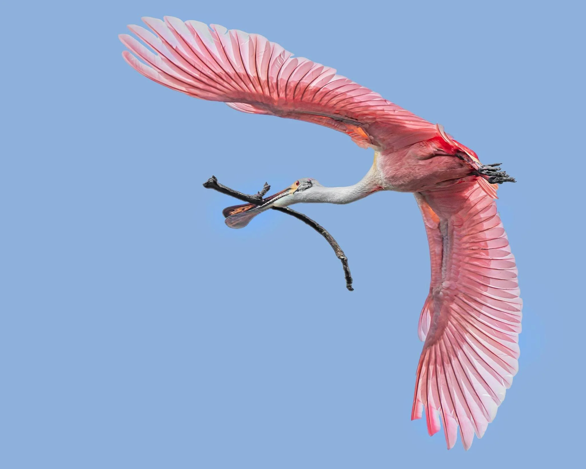 Spoonbill
Stick Gathering for Nests

Taken, handheld, with the @omsystem.cameras  M.Zuiko Digital ED 150-400mm F4.5 TC1.25X IS PRO lens (with the internal lens 1.25X teleconverter engaged) on the @omsystem.americas OM-1 mark II

#omsystem #bird #lisa
