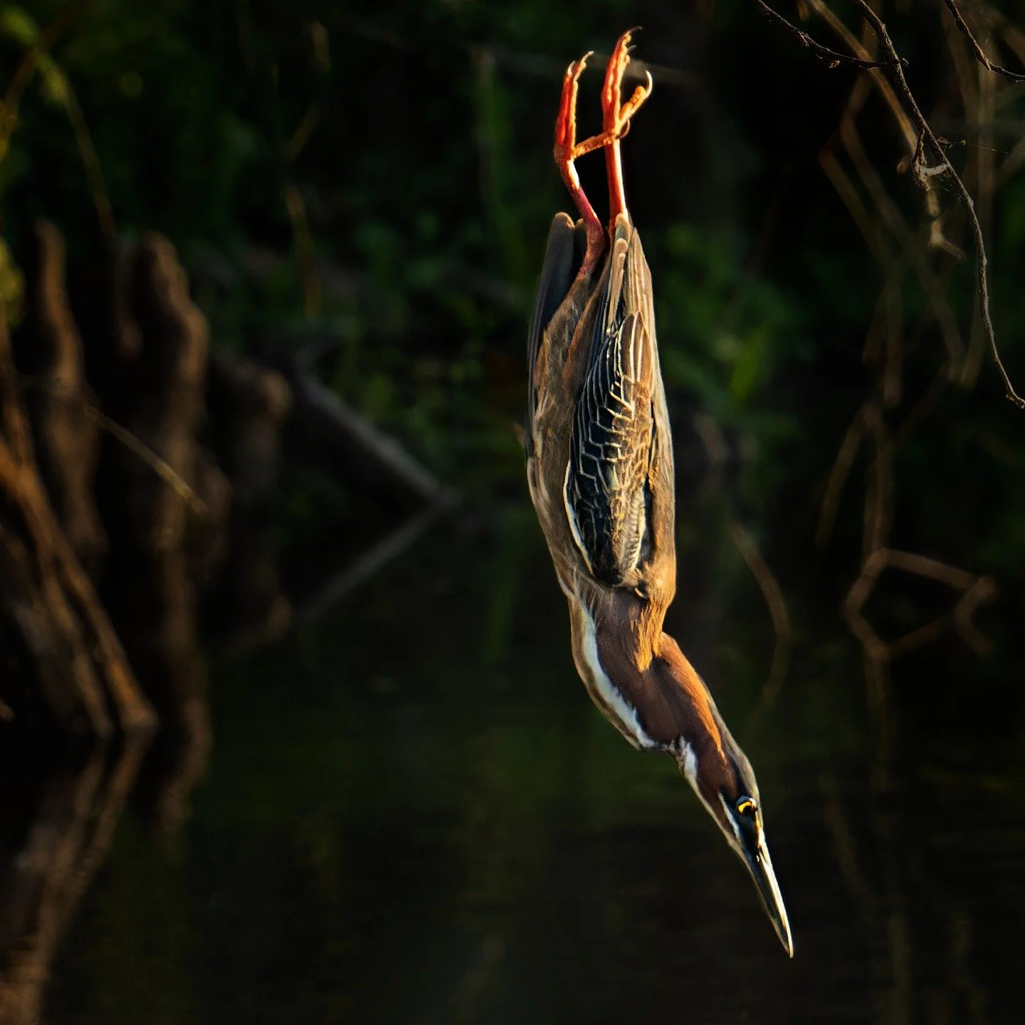 Green Heron
Right after it "pounced"
Gotta love procapture!

Taken, handheld, with the @omsystem.cameras M.Zuiko Digital ED 150-400mm F4.5 TC1.25X IS PRO lens (with the internal lens 1.25X teleconverter engaged) on the @omsystem.americas OM