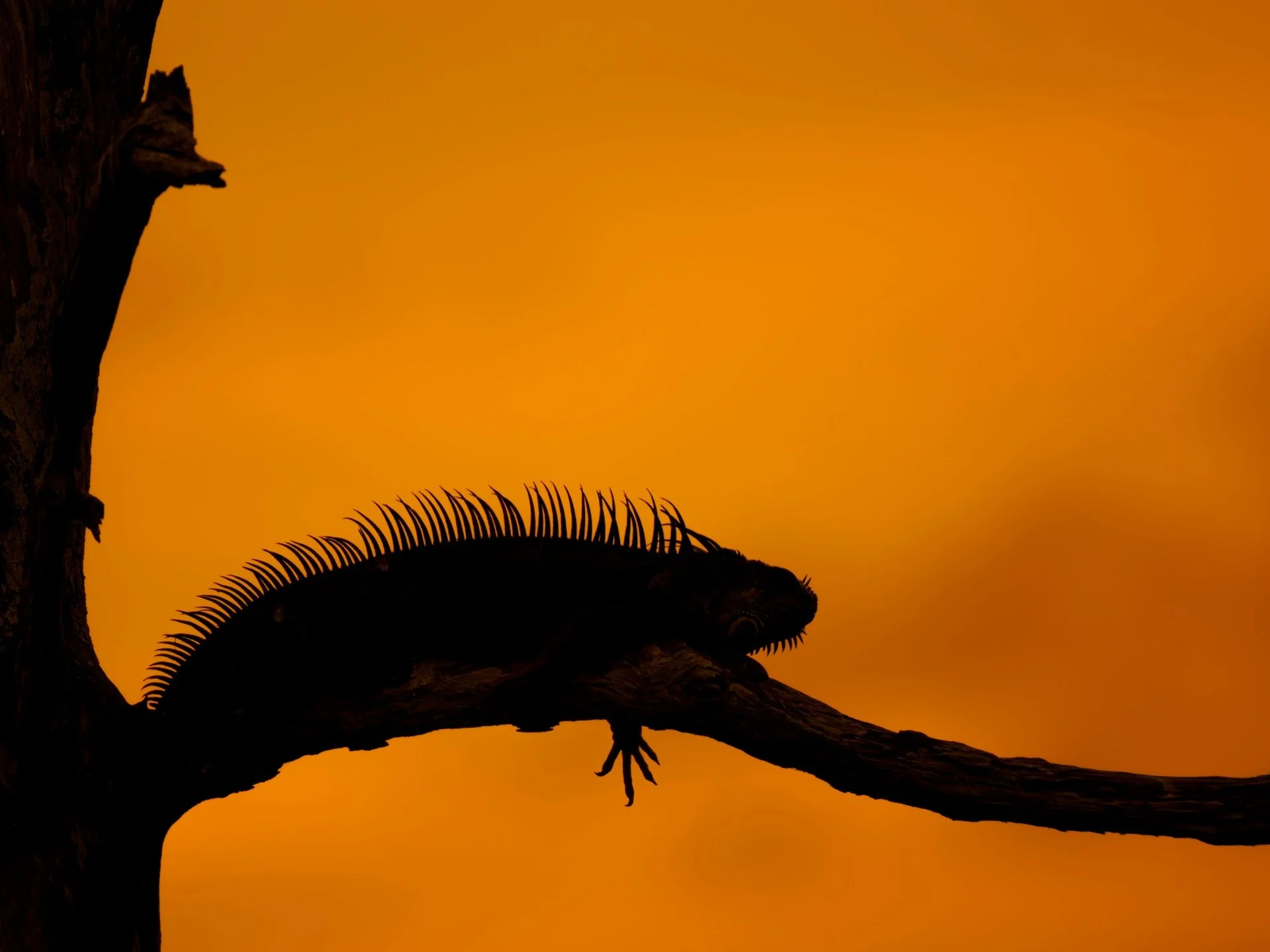 HUGE Caterpillar?
no silhouetted iguana, lol

Taken, handheld, with the @omsystem.cameras M.Zuiko Digital ED 150-400mm F4.5 TC1.25X IS PRO lens (with the internal lens 1.25X teleconverter engaged) on the @omsystem.americas OM-1 mark II

#omsystem #li