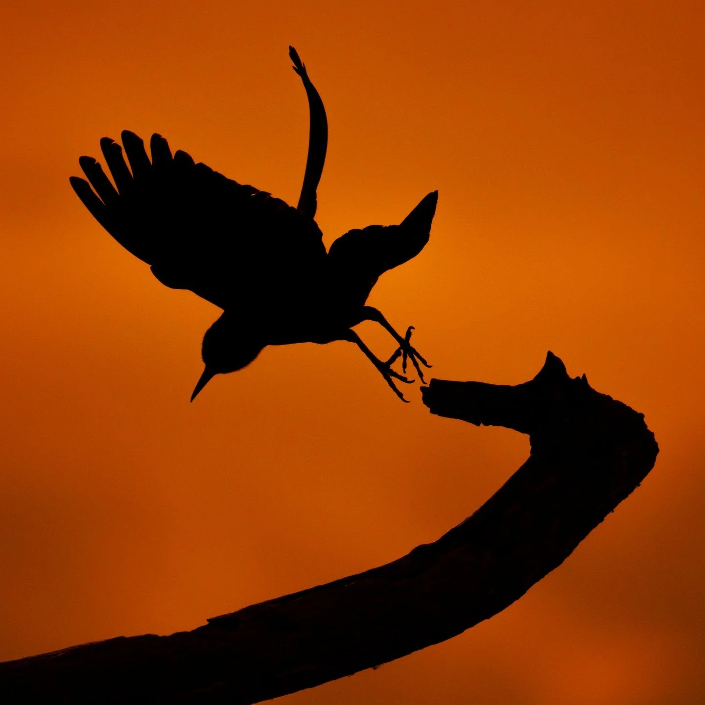 Love procapture for silhouettes!

Taken, handheld, with the @omsystem.cameras M.Zuiko Digital ED 150-400mm F4.5 TC1.25X IS PRO lens (with the internal lens 1.25X teleconverter engaged) on the @omsystem.americas OM-1 mark II

#omsystem #lisatomphotos 