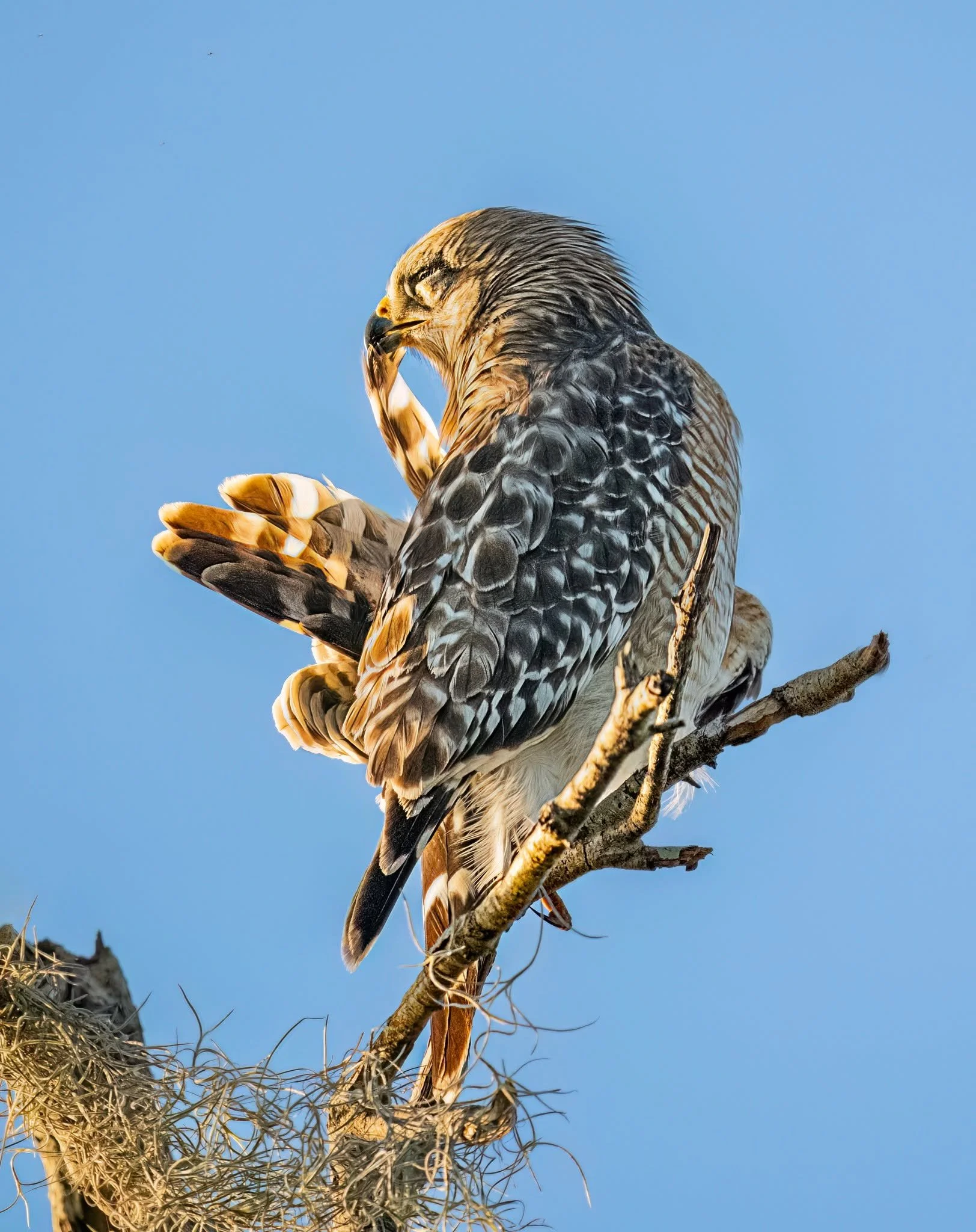 Red-shouldered Hawk, female, preening. It alternated calling to its mae on a nearby tree and preening. I just loved this pose as she seemed to be enjoying the preening process, much like when you put that forbidden qtip in your year, ahhh.

Taken, ha