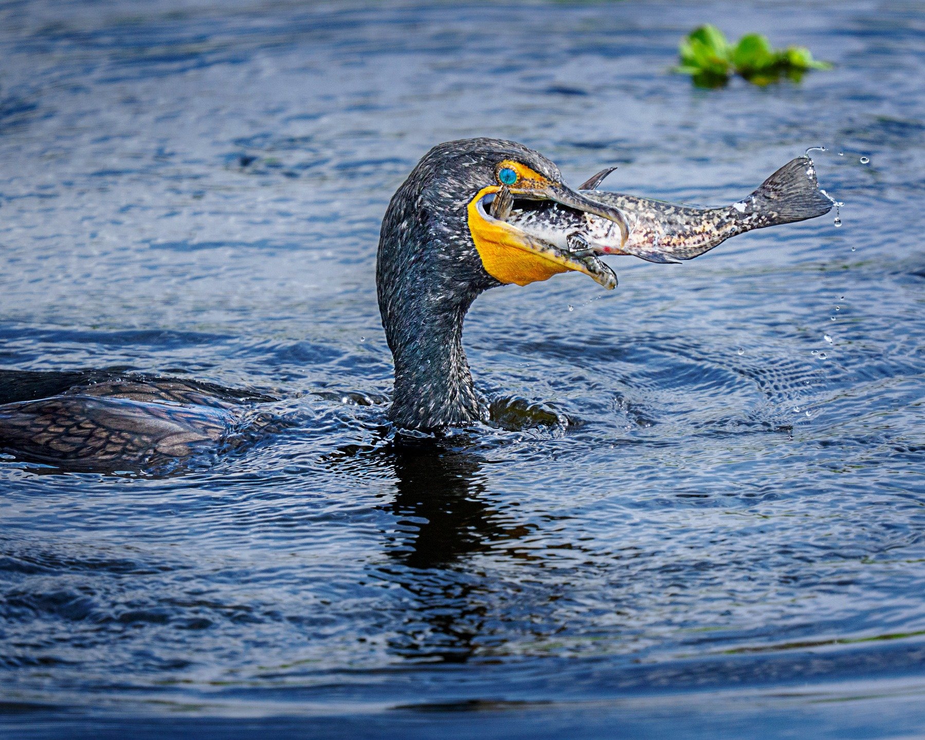 Cormorant with fish, took it a while to position and swallow it.

Taken, handheld, with the @omsystem.cameras M.Zuiko Digital ED 150-400mm F4.5 TC1.25X IS PRO lens (with the internal lens 1.25X teleconverter engaged) on the @omsystem.americas OM-1 ma