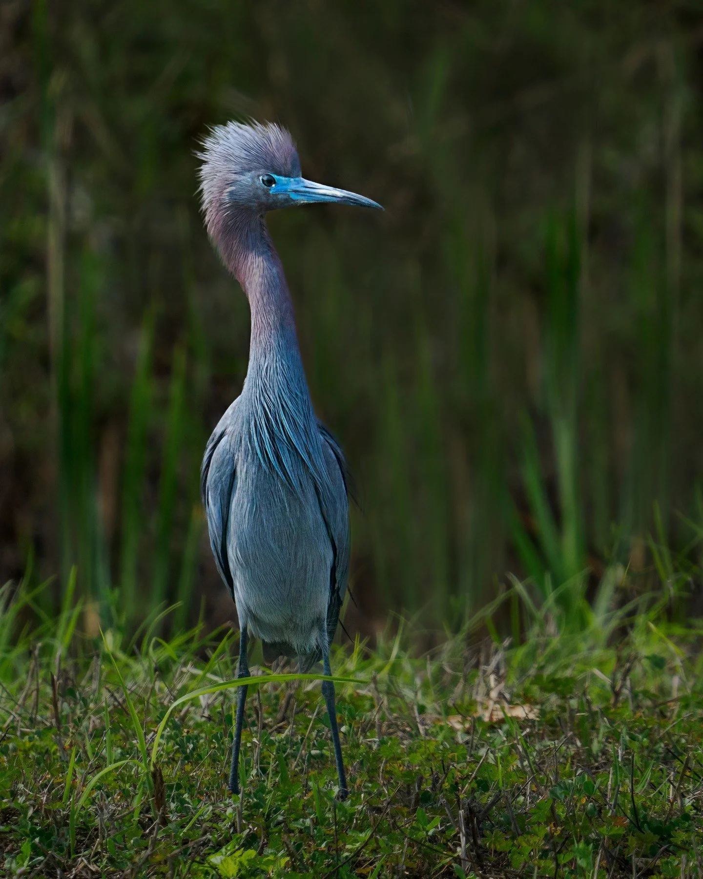 Little Blue Heron, Breeding plummage. He was really trying to impress her

Taken, handheld, with the @omsystem.cameras M.Zuiko Digital ED 150-400mm F4.5 TC1.25X IS PRO lens (with the internal lens 1.25X teleconverter engaged) on the @omsystem.america