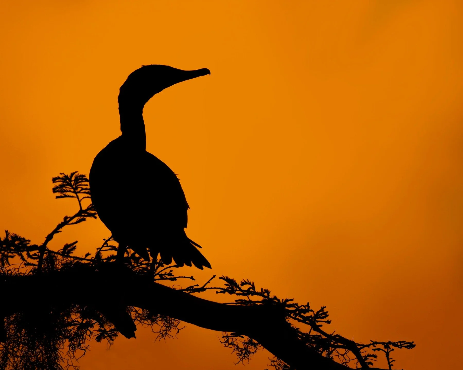 Cormorant, silhouetted at sunset. Swipe right to see the next chapter in the story, lol

Taken, handheld, with the @omsystem.cameras M.Zuiko Digital ED 150-400mm F4.5 TC1.25X IS PRO lens (with the internal lens 1.25X teleconverter engaged) on the @om