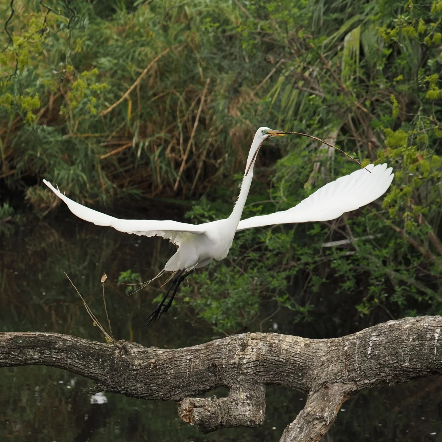 Great egret
Reminded me of my@dog with a stick
But this stick is not for play, it is for insuring the survival of the species as part of a nest for the next generation 

Taken, handheld, with the @omsystem.cameras M.Zuiko Digital ED 150-400mm F4.5 TC