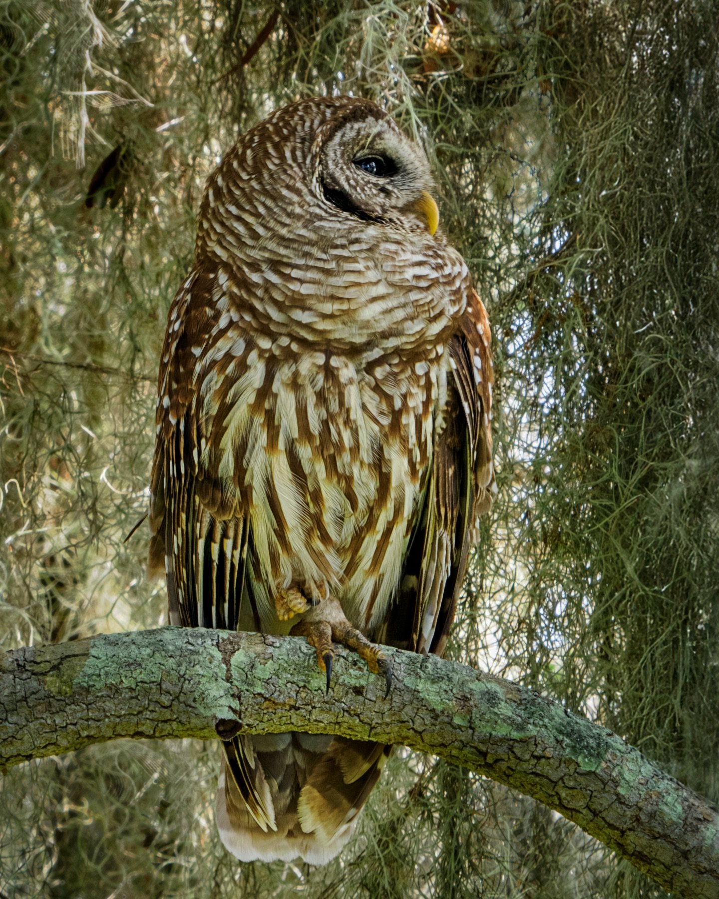 Barred owl

Taken, handheld, with the @omsystem.cameras  M.Zuiko Digital ED 150-400mm F4.5 TC1.25X IS PRO lens (with the internal lens 1.25X teleconverter engaged) on the @omsystem.americas OM-1 mark II

#omsystem #bird #lisatomphotos #barredowl #150