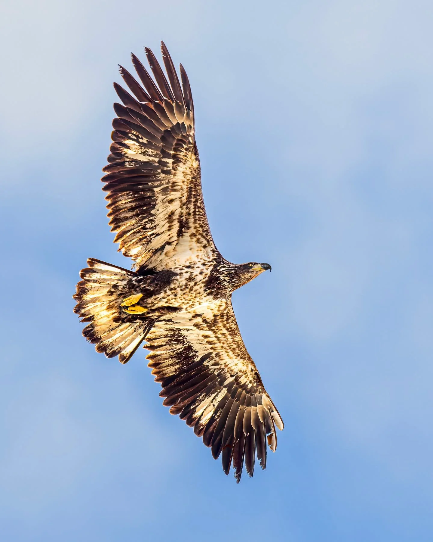 Immature bald eagle

Taken, handheld, with the @omsystem.cameras M.Zuiko Digital ED 150-400mm F4.5 TC1.25X IS PRO lens (with the internal lens 1.25X teleconverter engaged) on the @omsystem.americas OM-1 mark II

#omsystem #bird #lisatomphotos #baldea