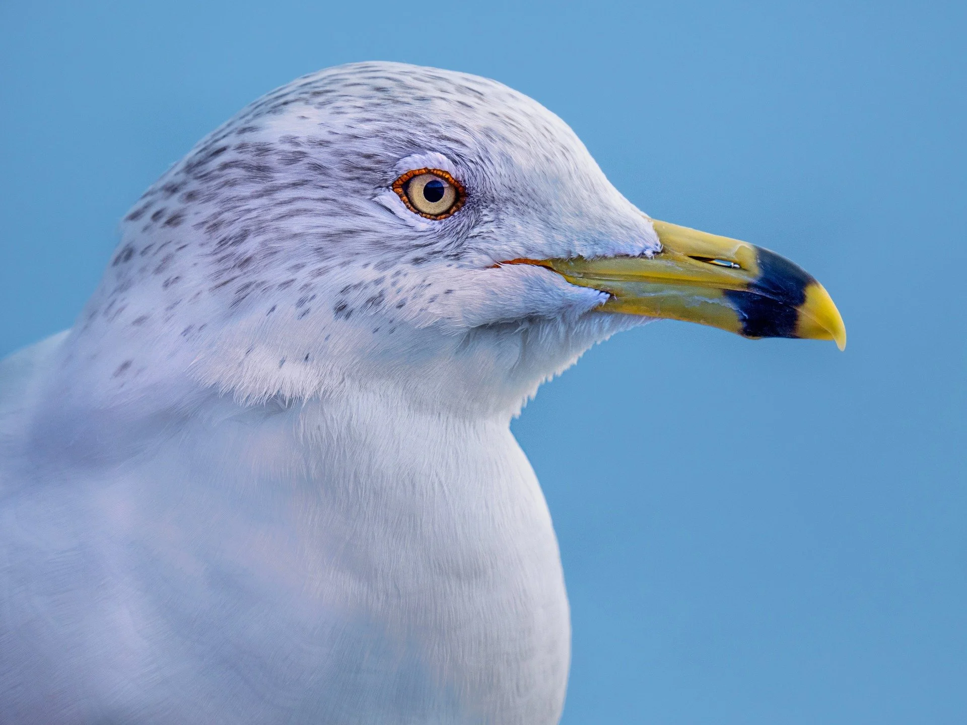 Did you know that there is no such thing as a &ldquo;seagull&rdquo;&hellip;

They are just gulls with a beachside branding deal lol

Case in point: the ever-opportunistic ring-billed gull&mdash;equal parts elegance, audacity, and french fry bandit.

