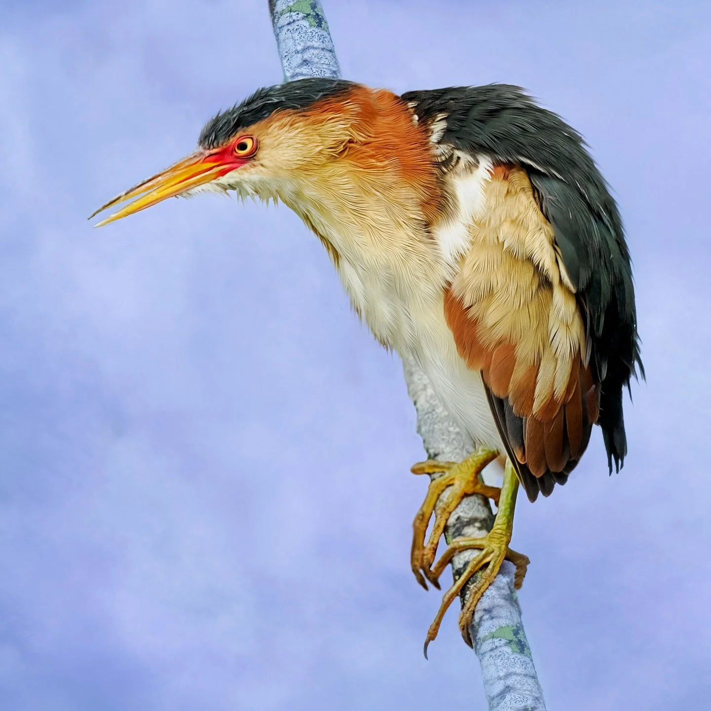 Breeding plumage, Least Bittern!

Taken, handheld, with the @omsystem.cameras M.Zuiko Digital ED 150-400mm F4.5 TC1.25X IS PRO lens (with the internal lens 1.25X teleconverter engaged) on the @omsystem.americas OM-1 mark II 

#omsystem #bird #lisatom