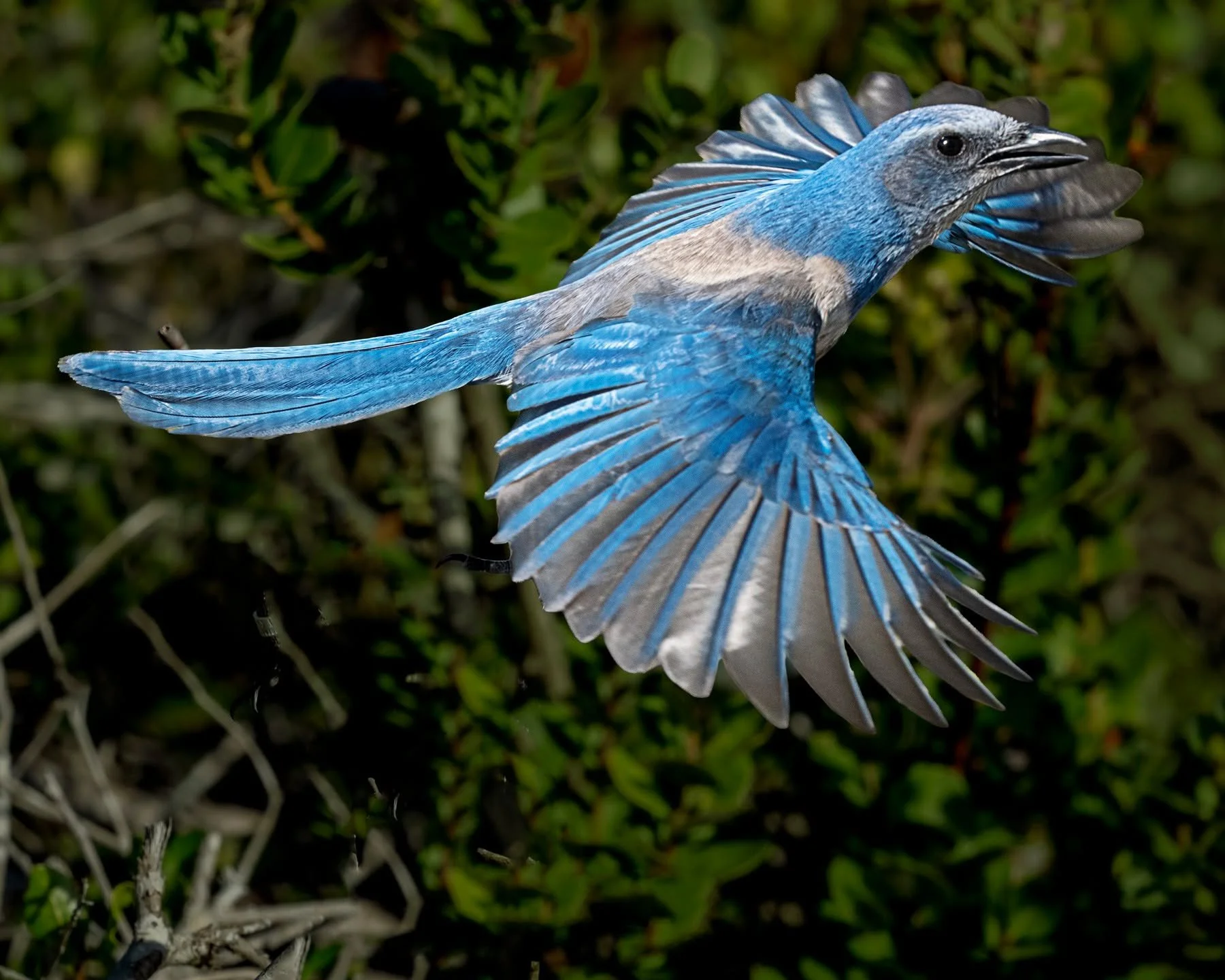 THE FLORIDA SCRUB-JAY (Aphelocoma coerulescens) is Florida&rsquo;s only endemic bird species. It is non-migratory (staying in or near where its egg hatched) and is one of the most sedentary and habitat-restricted birds in North America. They are very