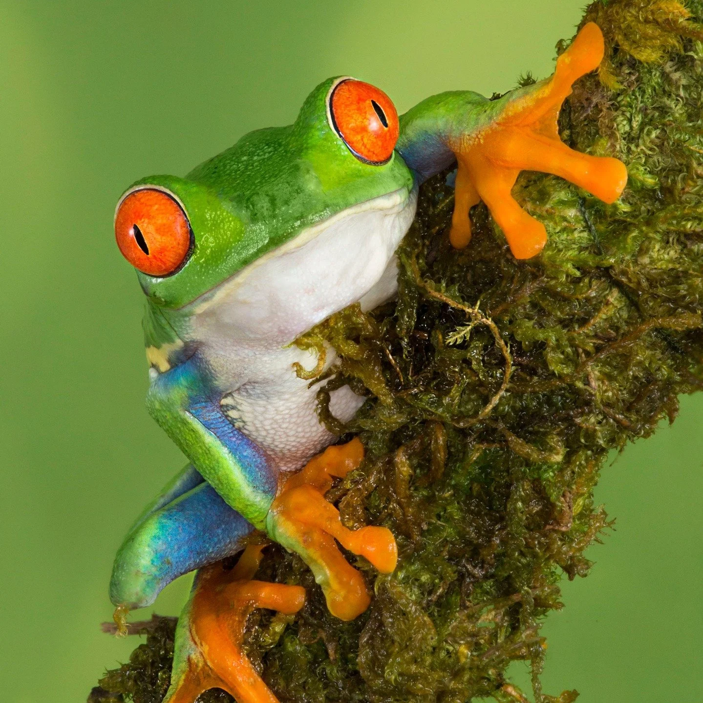 It is &ldquo;toadally&rdquo; awesome to see the world posting about frogs today! #worldfrogday