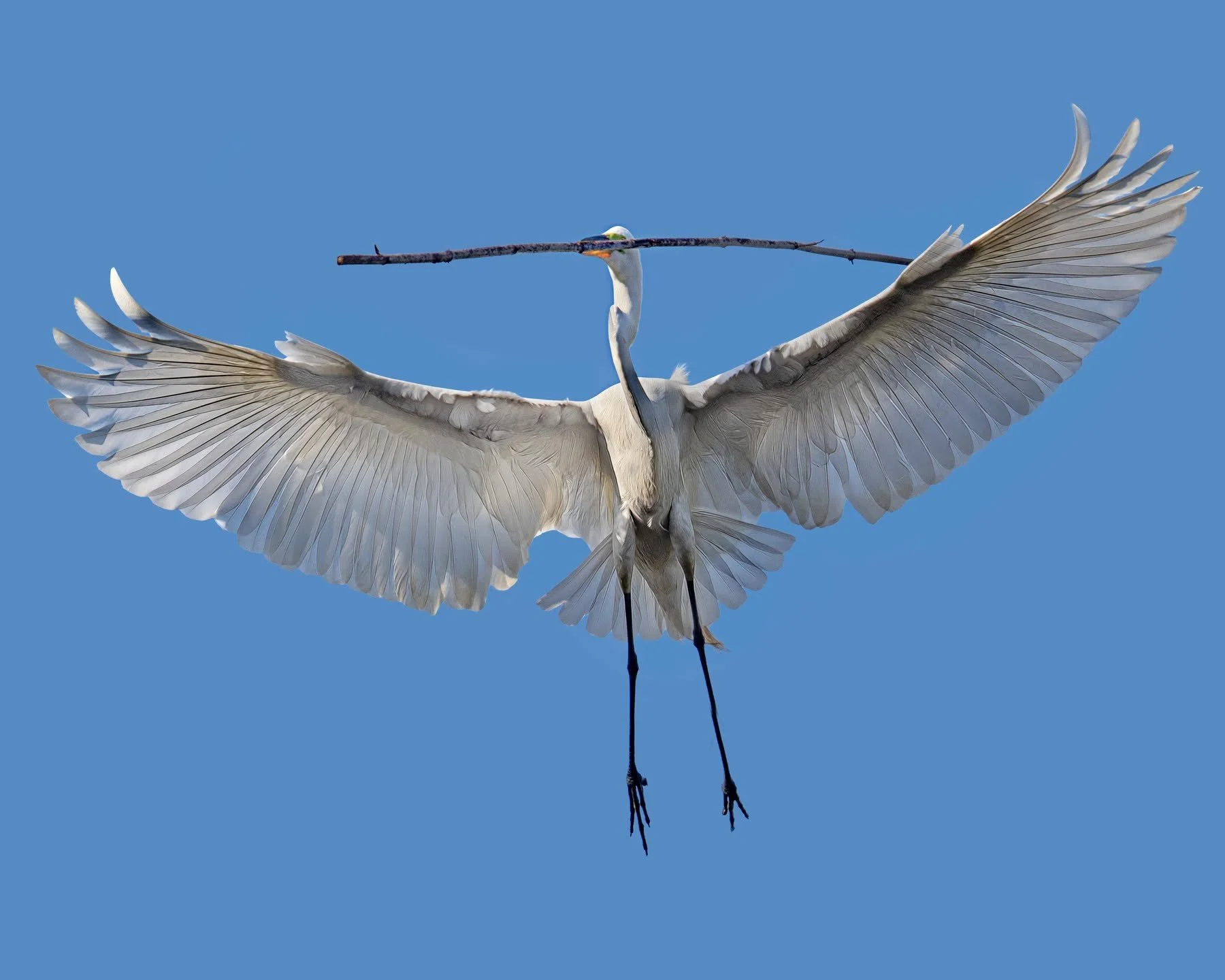 Great Egret, bringing a BIG stick into the nest, kinda reminded me of a puppy ;-)

Taken, handheld, with the @omsystem.cameras M.Zuiko Digital ED 150-400mm F4.5 TC1.25X IS PRO lens (with the internal lens 1.25X teleconverter engaged) on the @omsystem