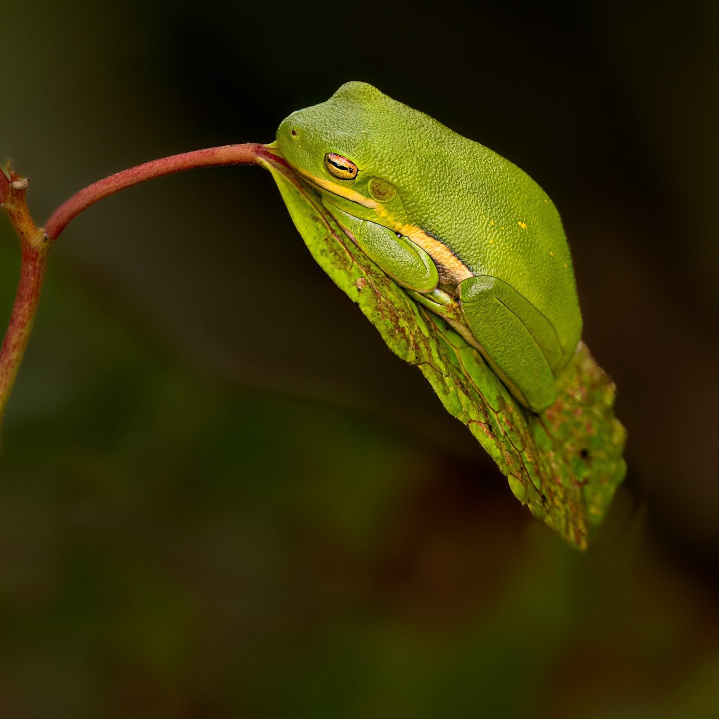 Green Tree Frog. Hyla cinerea

Come with us and photograph your own green tree frogs and MORE (Virginia, April 2026). Link in comments. 

Photographed, handheld, using the @omsystem.americas M Zuiko 150-400mm lens with the internal lens 1.25X engaged
