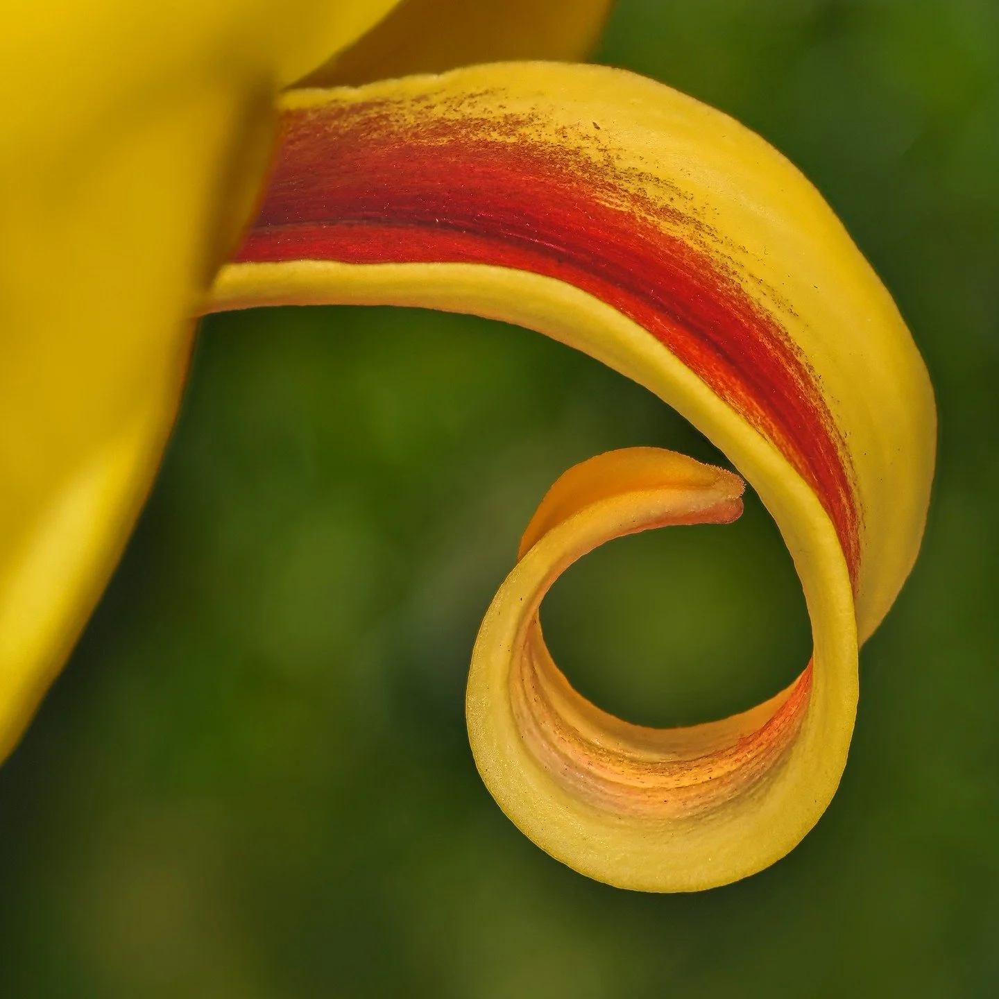 I was photographing lilies and a woman came up to me with her cellphone in hand, and asked me if she could see the image I was creating. I showed her and she was pleasantly surprised. We talked for a bit more about FINDING an image rather than merely