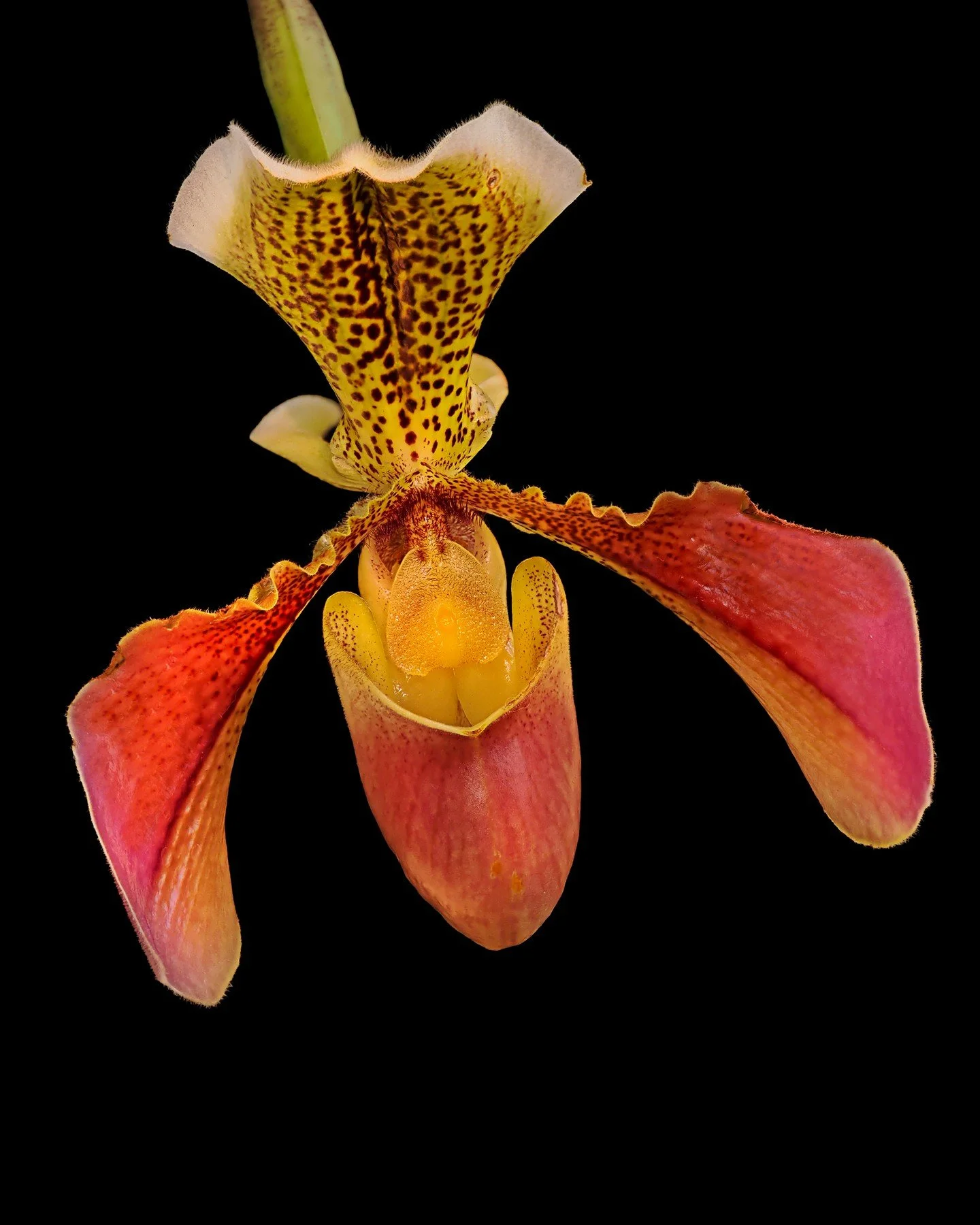 Orchid.

Taken, handheld, with the @omsystem.americas M Zuiko 90mm macro lens, focus stacked in-camera using the @Akdiffuser on the @omsystem.cameras fl700wr flash.

#omsystem #lisatomphotos #orchid #focusstacking