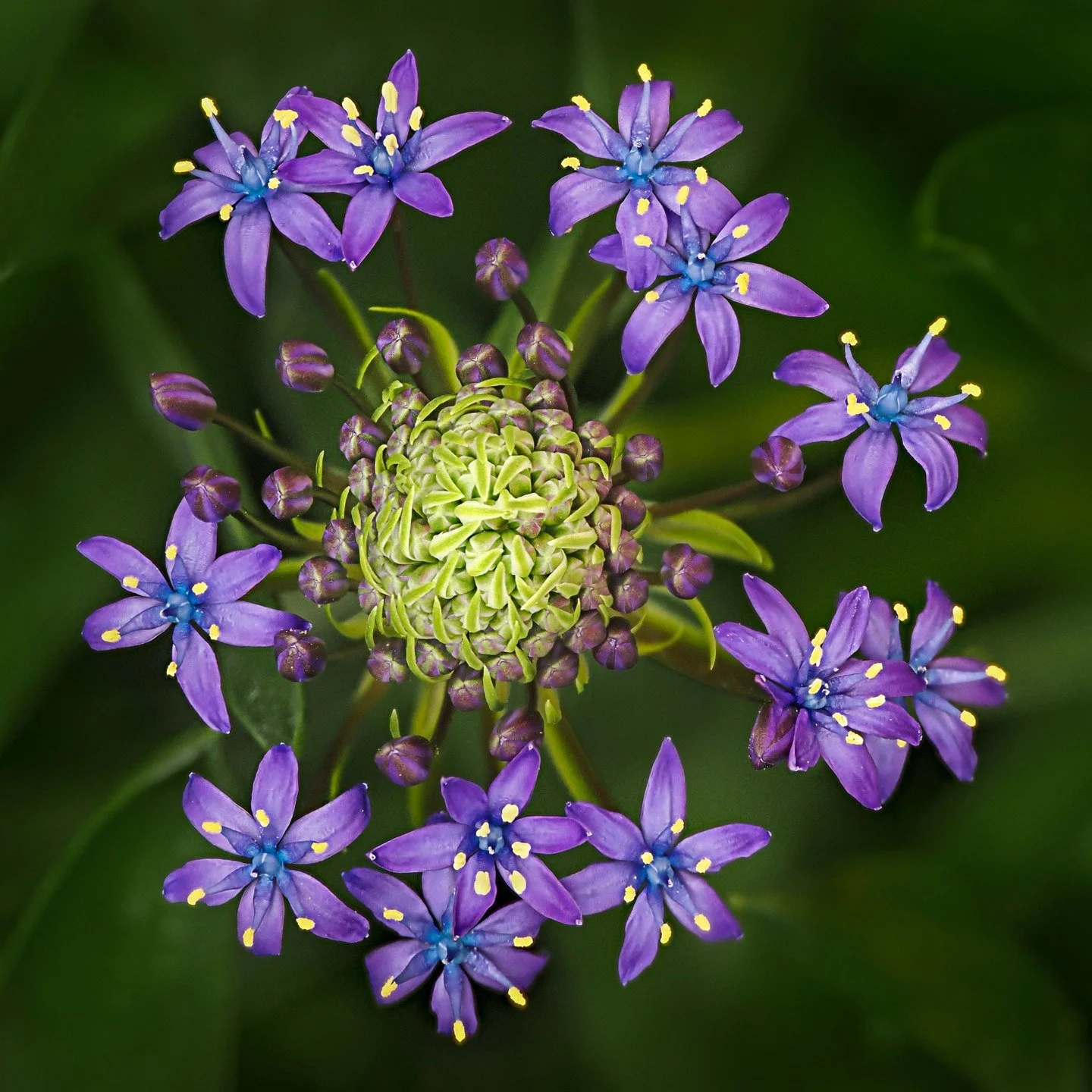 Squill. "I spent a week there one afternoon" (name that tune) suhc an intersting plant!

Taken, handheld, with the @omsystem.americas M Zuiko 90mm macro lens, focus stacked in-camera using the @Akdiffuser on the @omsystem.cameras fl700wr fl
