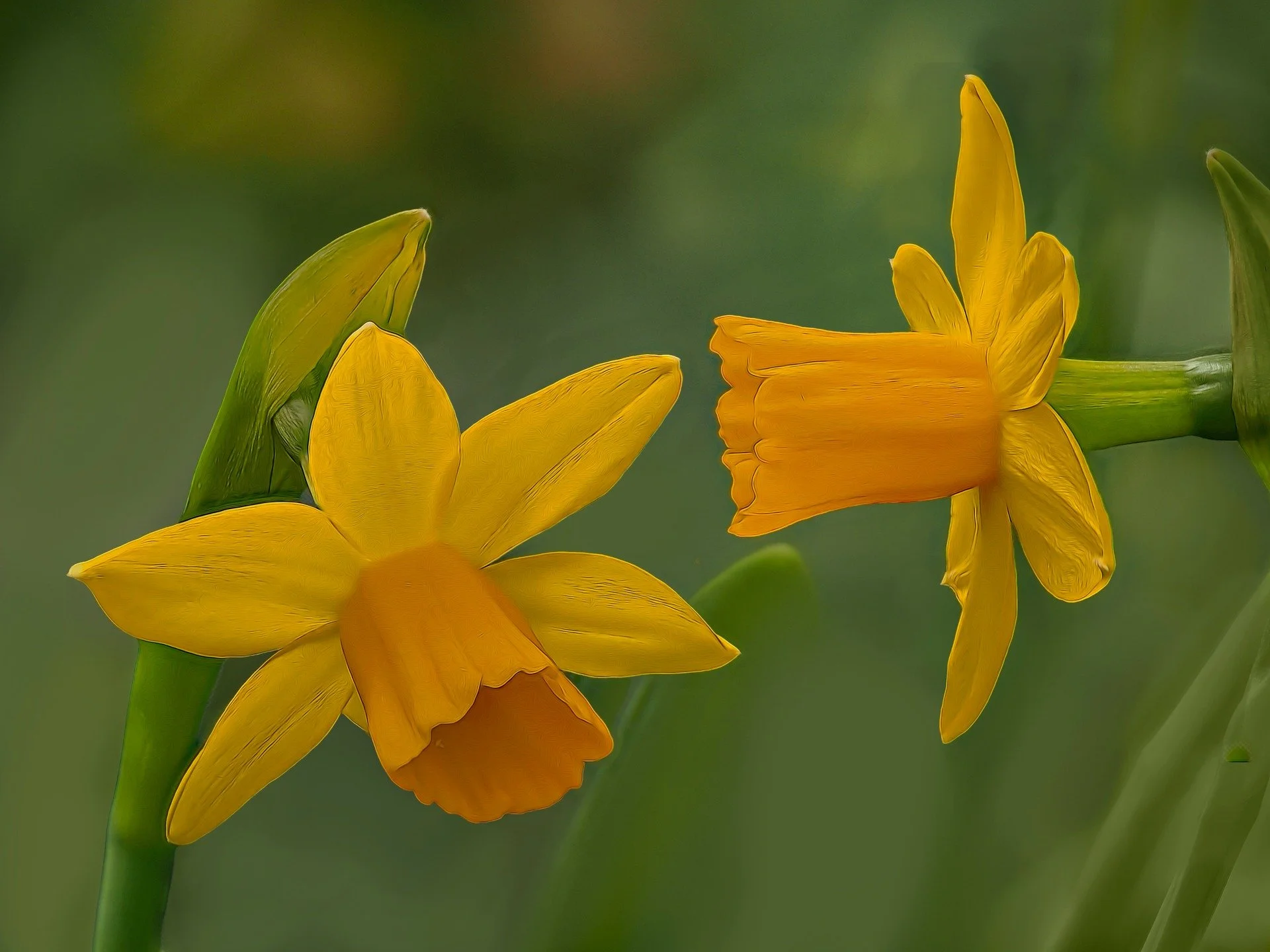 Caption needed...
Is one daffodil whispering to the other? Checking them out? 

Focus stacked, in-camera.
Taken, handheld with my @omsystem.americas M Zuiko 90mm lens on my @omsystem.camersa OM-1 mark ii camera.

1/500 | f4 | iso 500

#spring #daffod