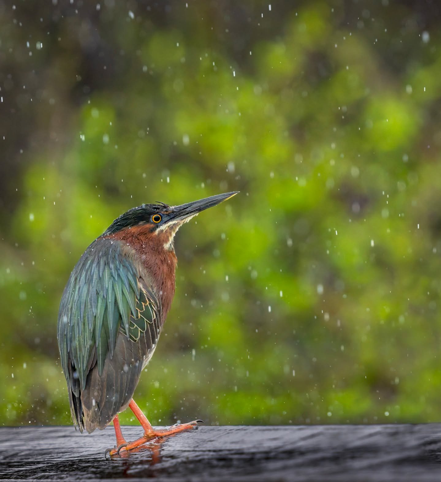 Green Heron in the rain

Taken, handheld, with the weather-sealed @omsystem.cameras M.Zuiko Digital ED 150-400mm F4.5 TC1.25X IS PRO lens (with the internal lens 1.25X teleconverter engaged) on the @omsystem.americas OM-1 mark II

#omsystem #bird #li
