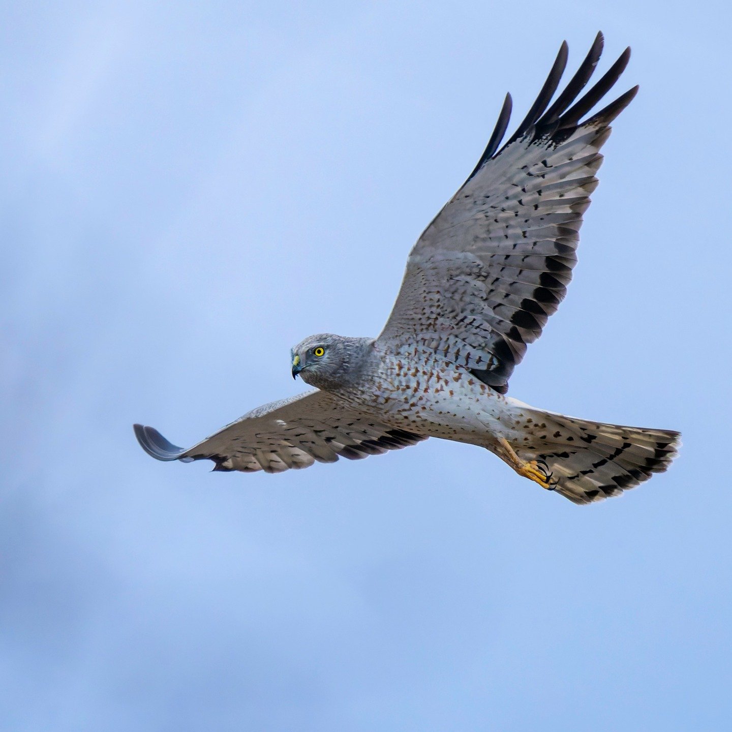 Male Northern Harrier, aka, Gray Ghost flies over the tall grass looking for voles. It was very windy. The sun was setting, and the light is low. Wind gust up to 14mph. The Harrier had to navigate the wind as well as keep a look out for food. I set t